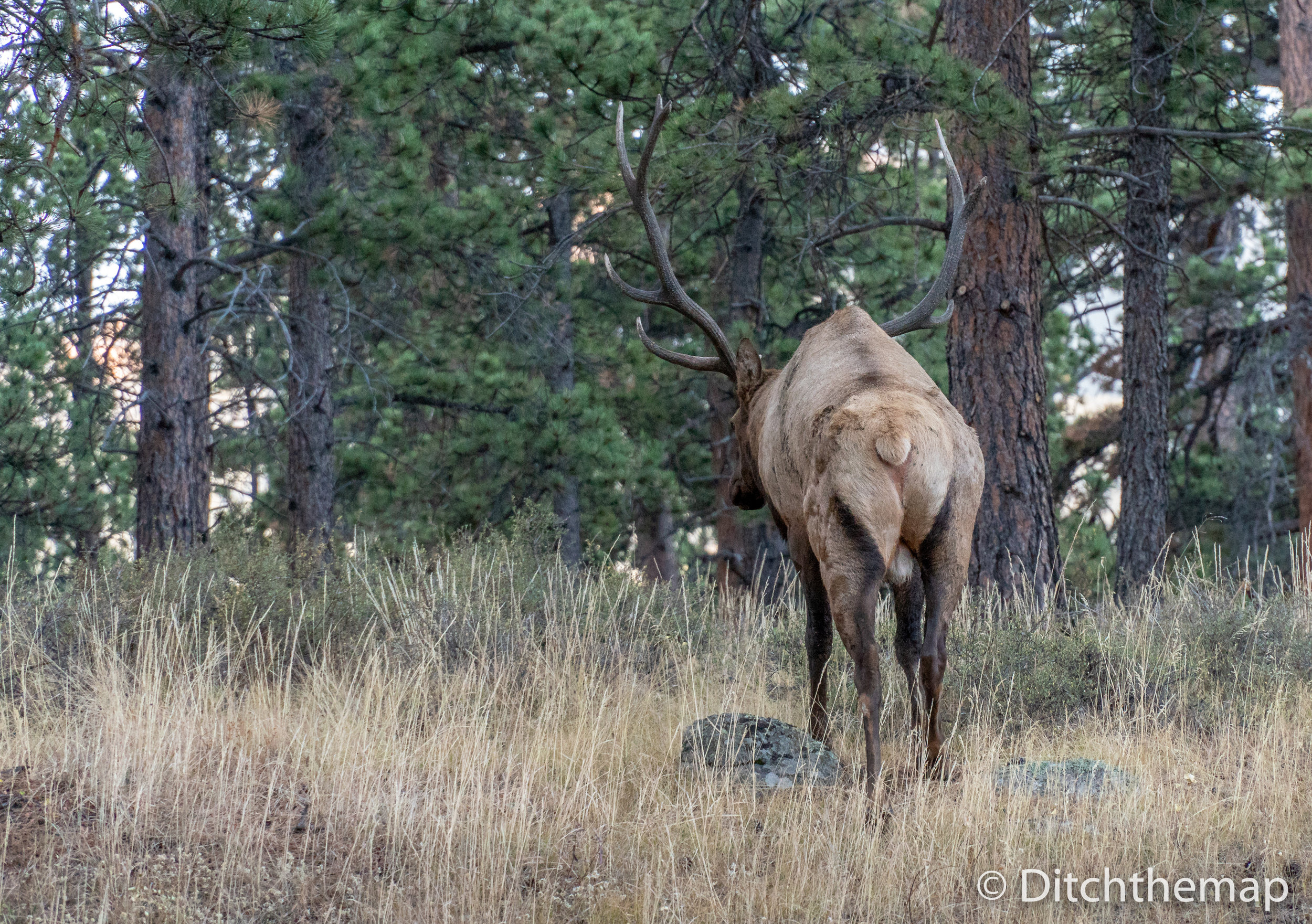 Read view of Large Elk in the Rocky Mountain National Park