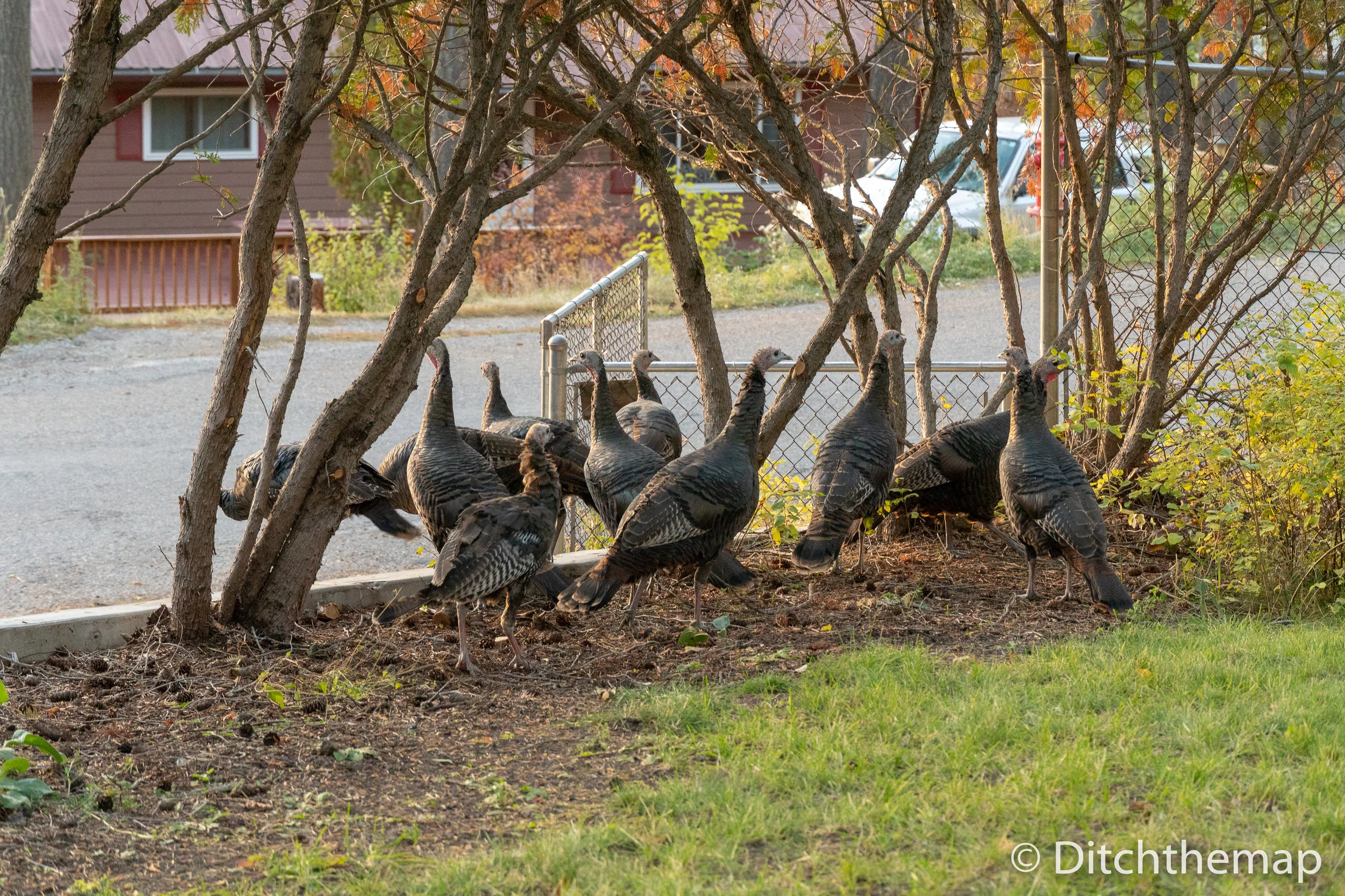 Wild Turkeys that Hung Out Near our Front Door in Whitefish, Montana