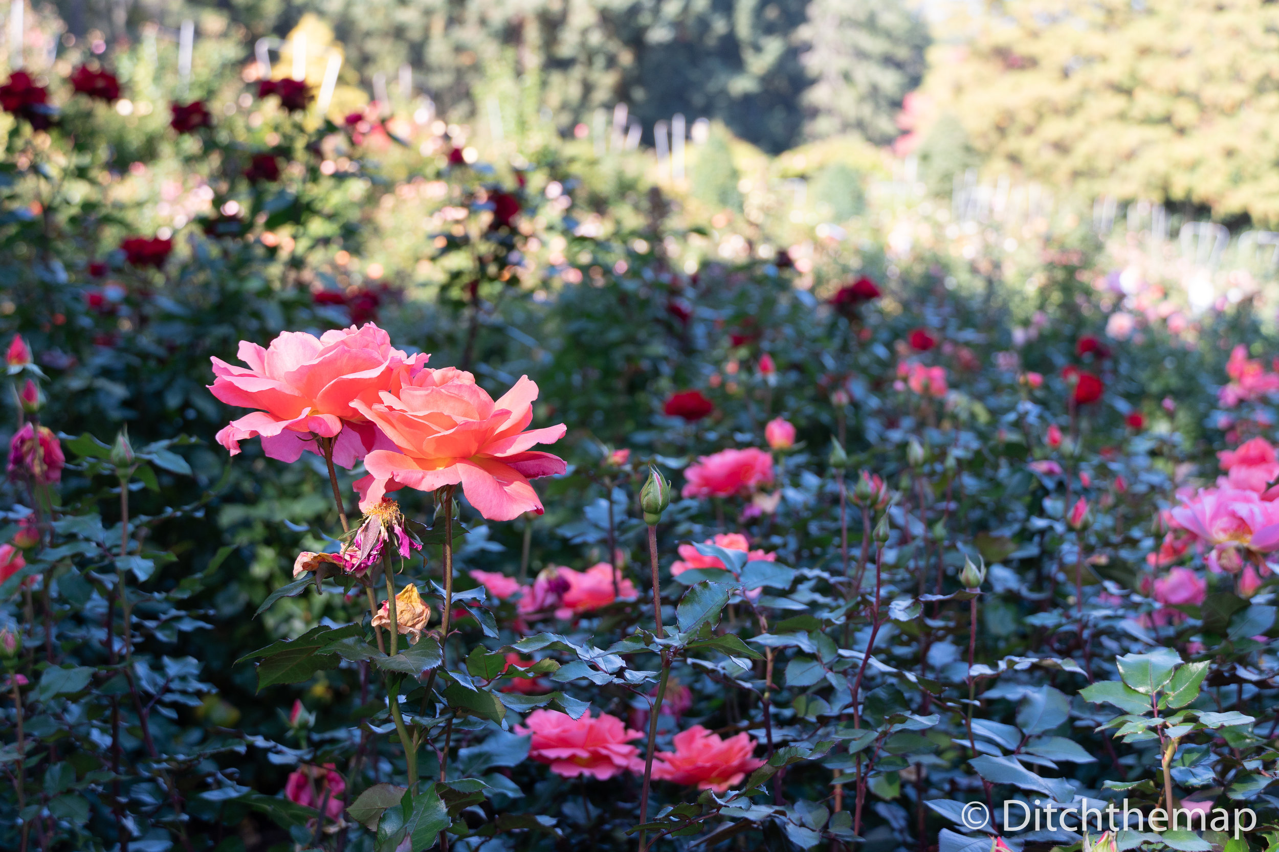 Portland Rose Garden