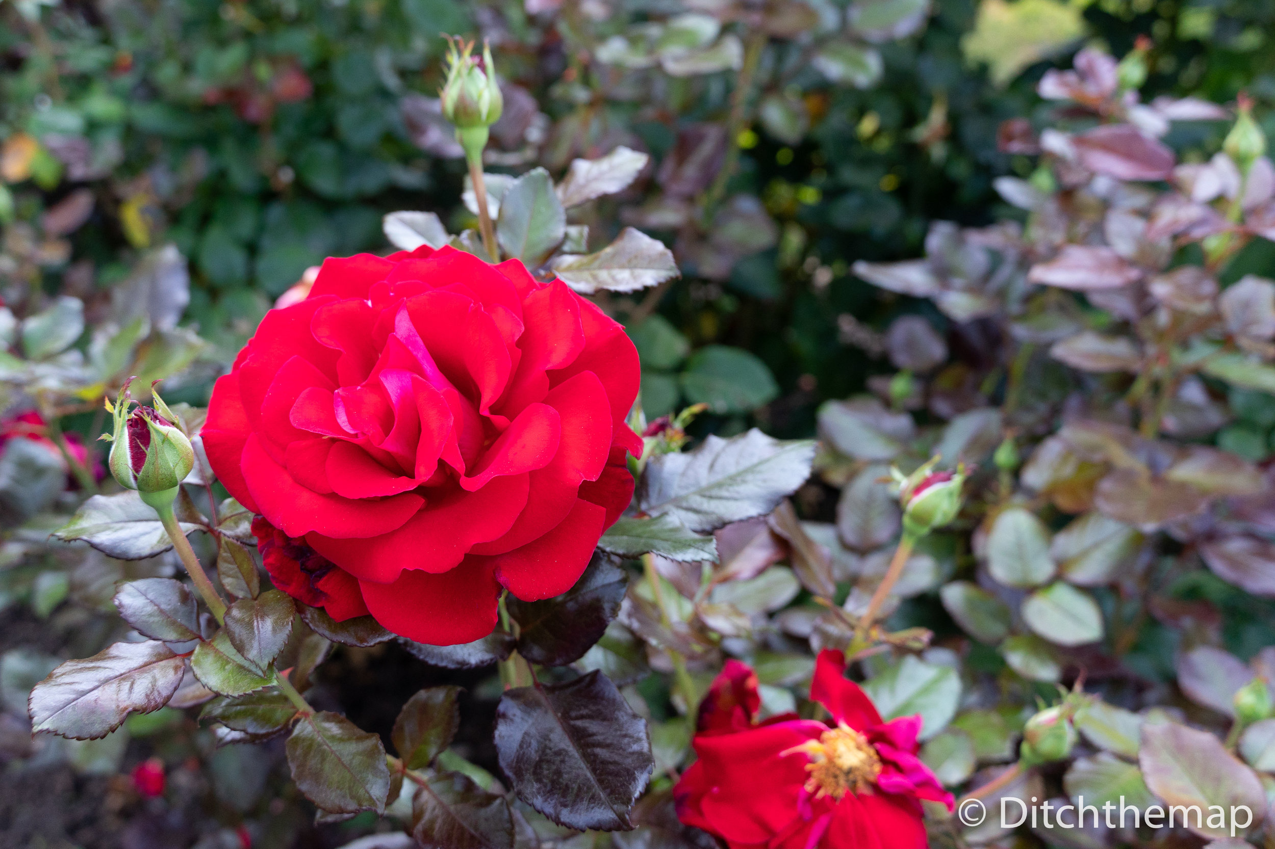 Portland Rose Garden