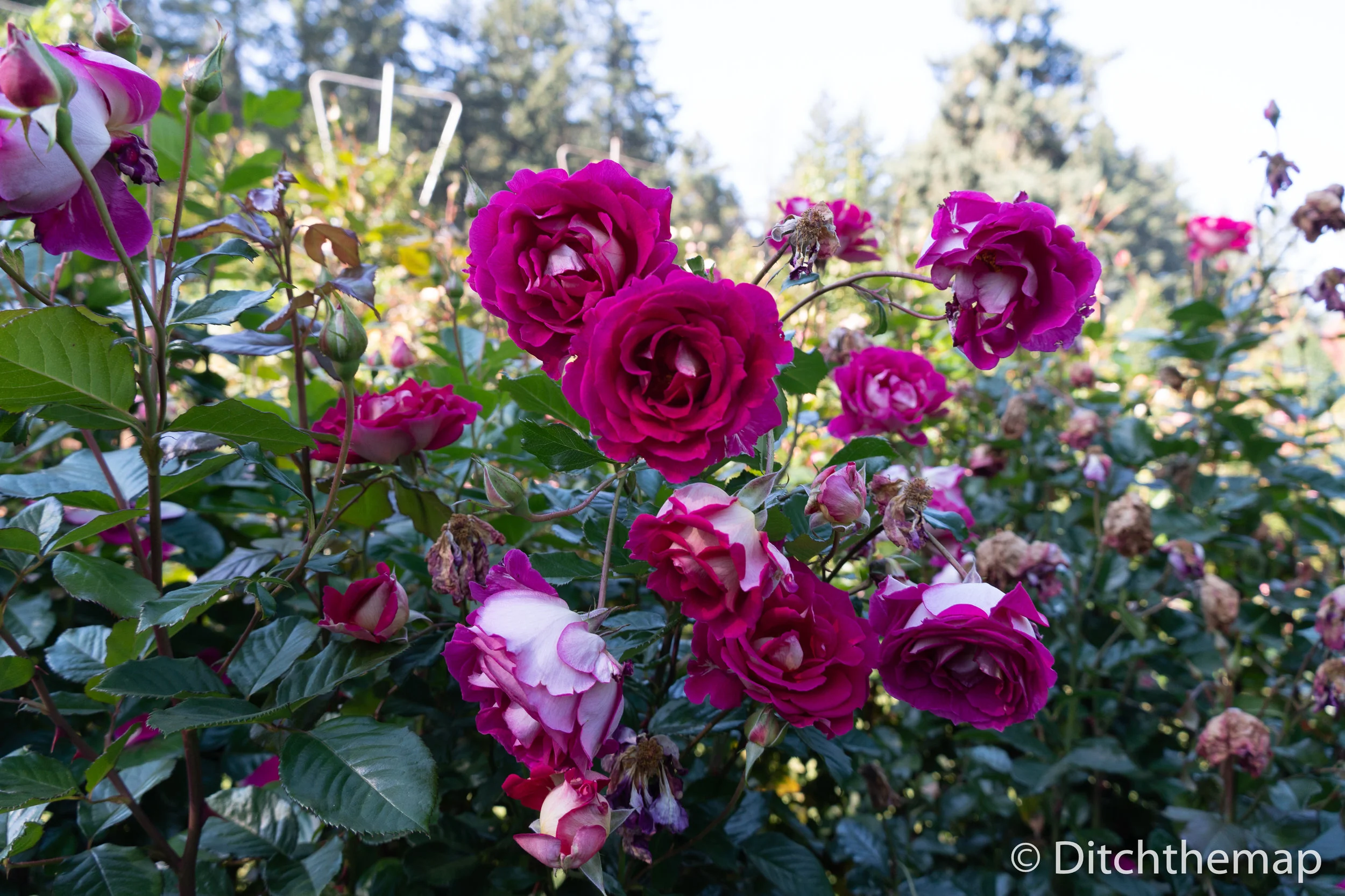 Portland Rose Garden