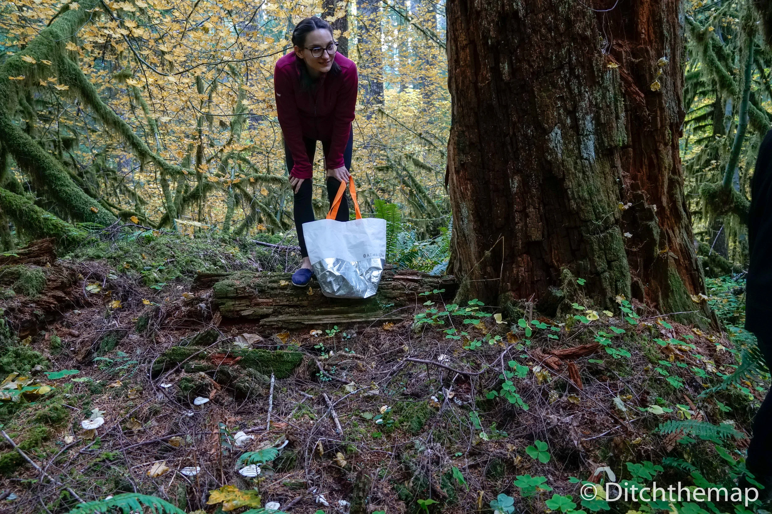 Sylvie forages for lobster mushrooms in Mount Hood, Oregon