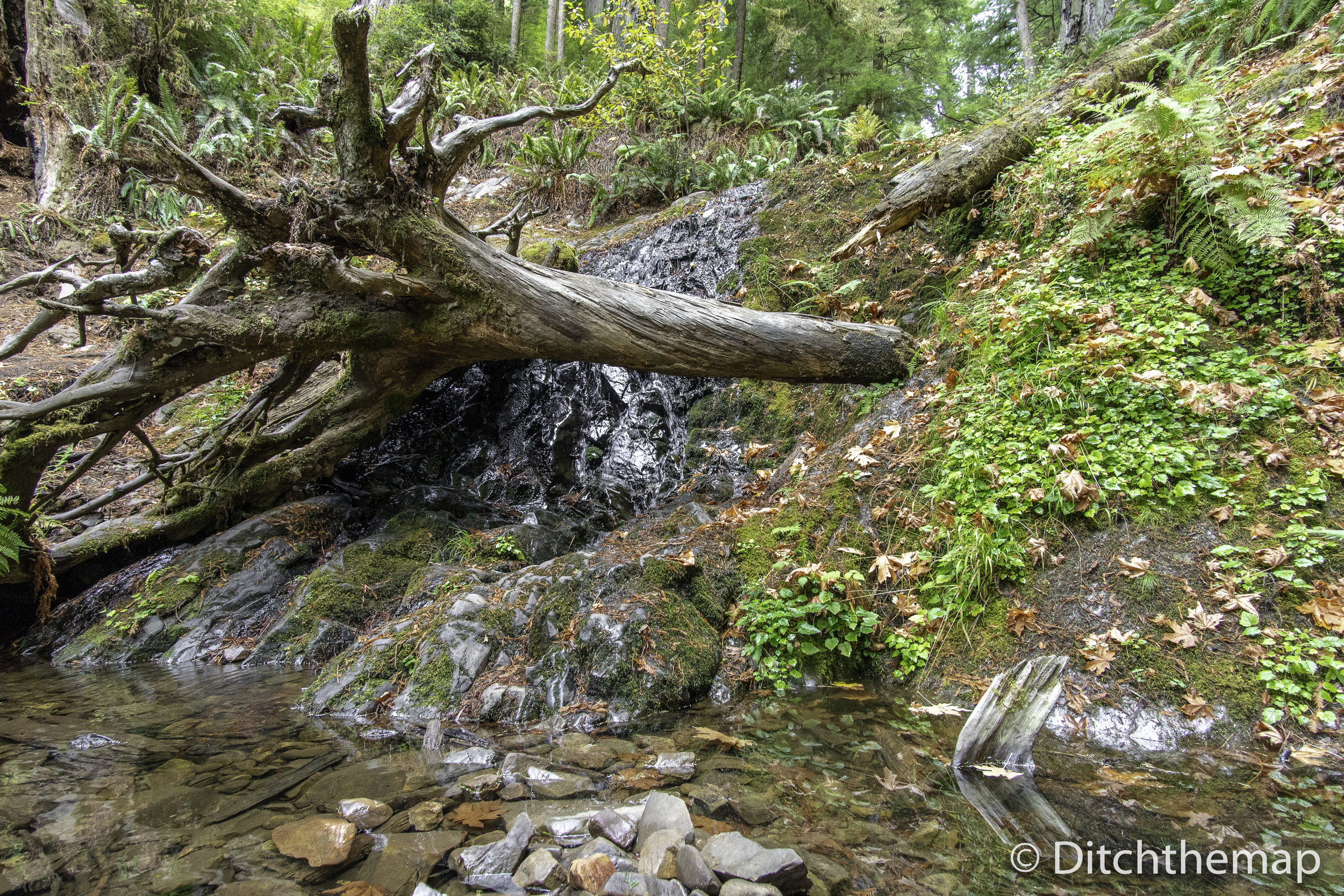 Small Waterfall at Jedediah Smith Redwood - Boy Scout Tree Trail