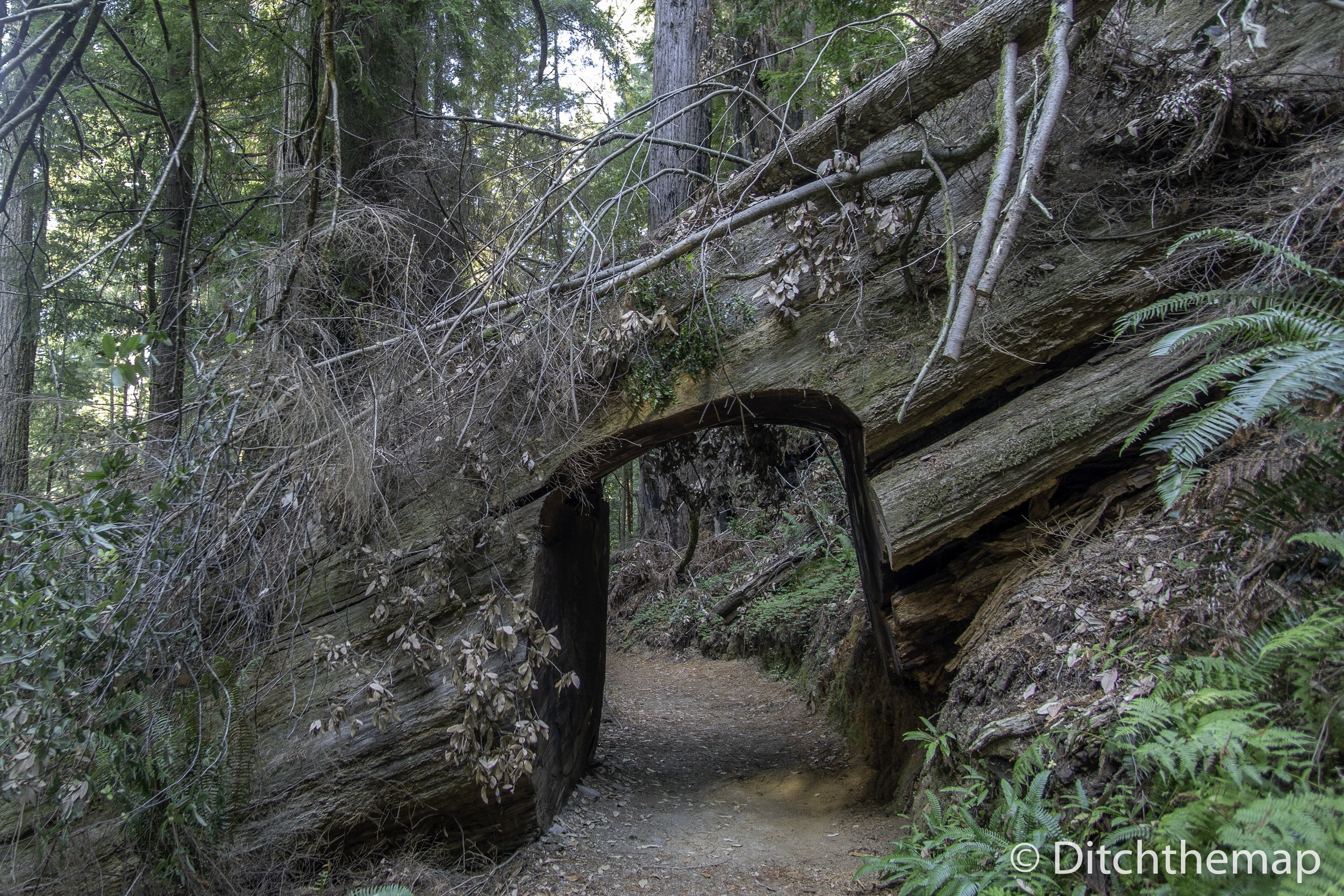 Large Redrood Trees along the Tall Tree Trail