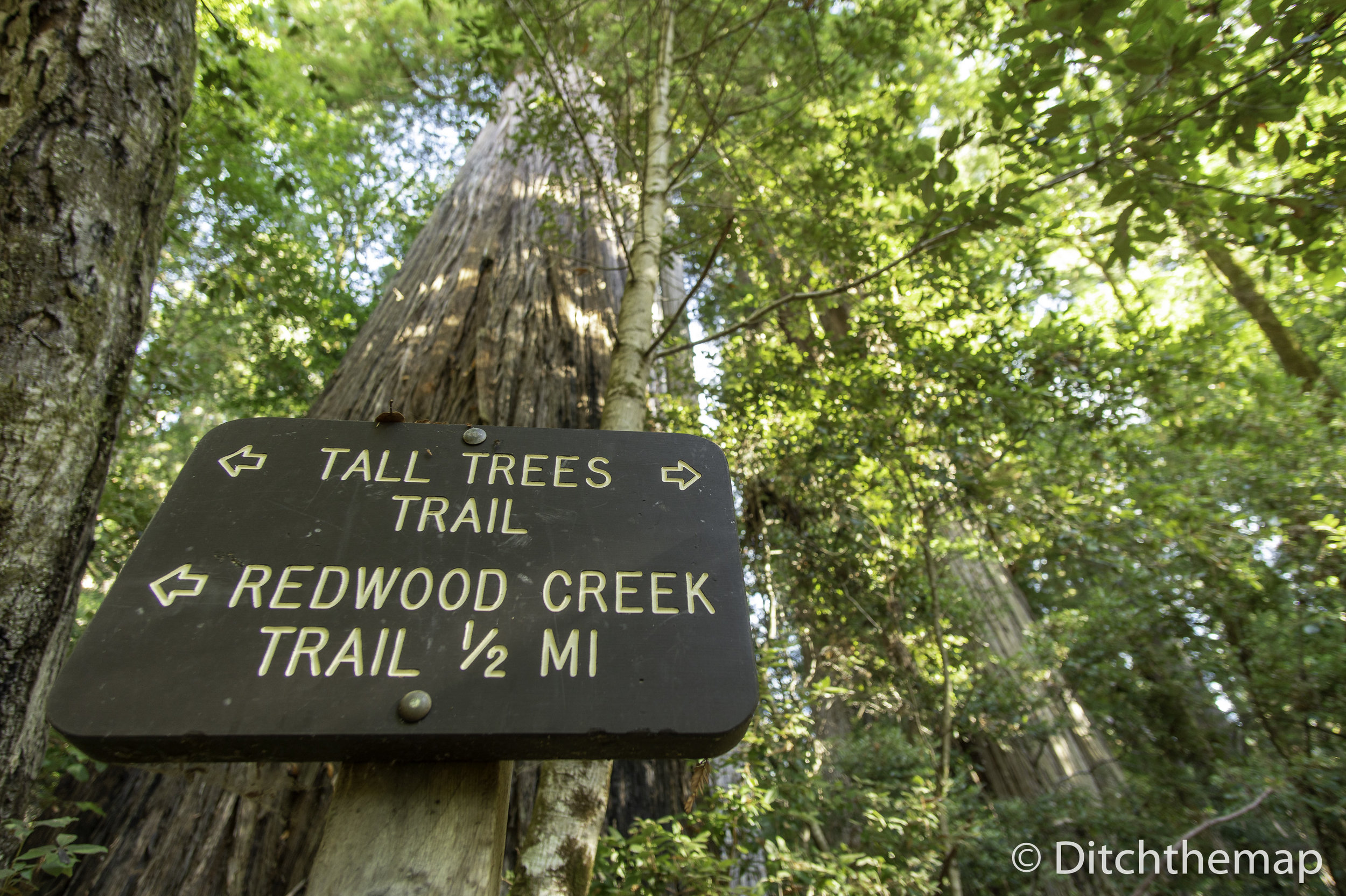 Trail Sign Post - along the Tall Tree Trail