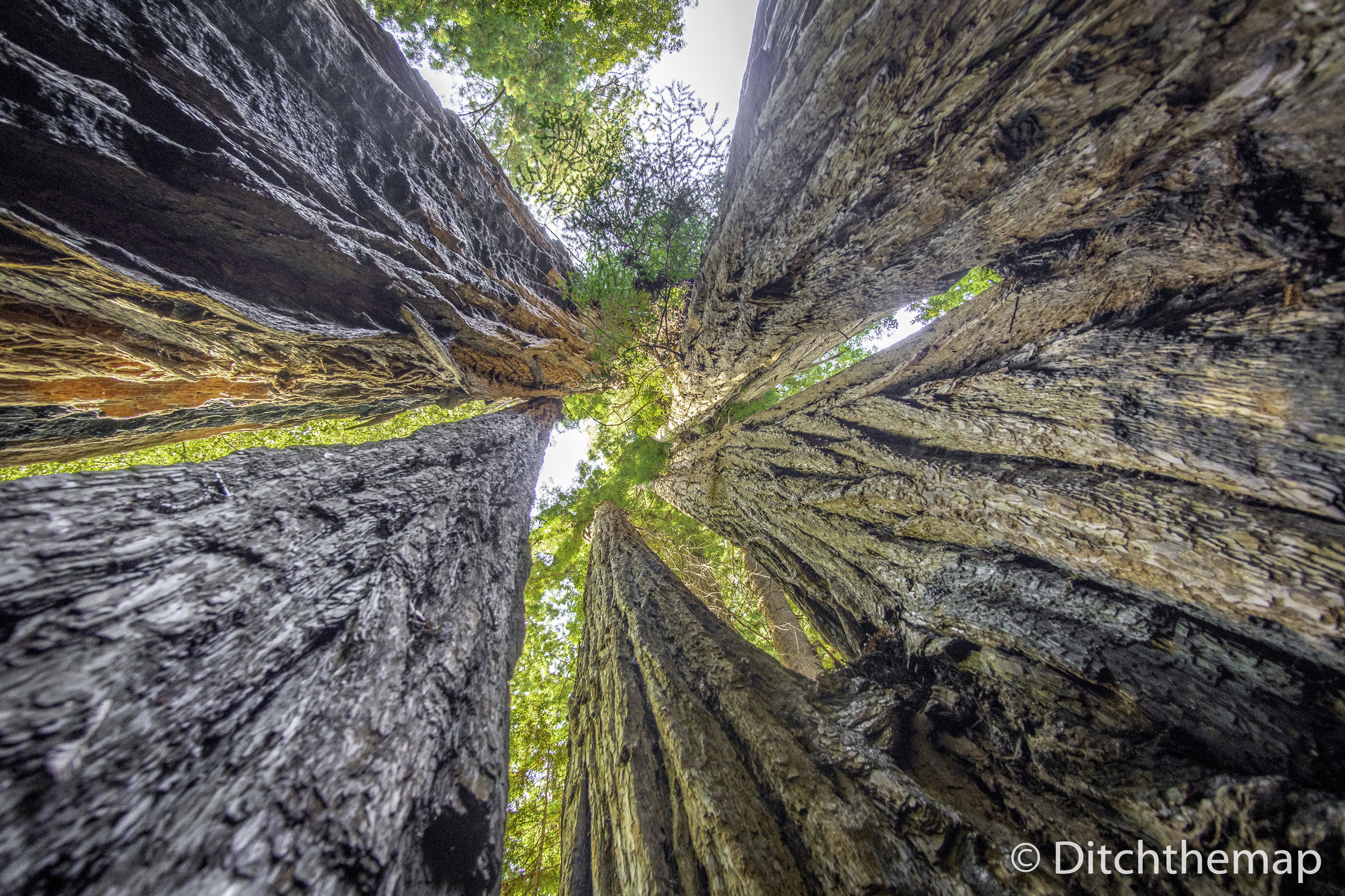 Large Redrood Trees along the Tall Tree Trail