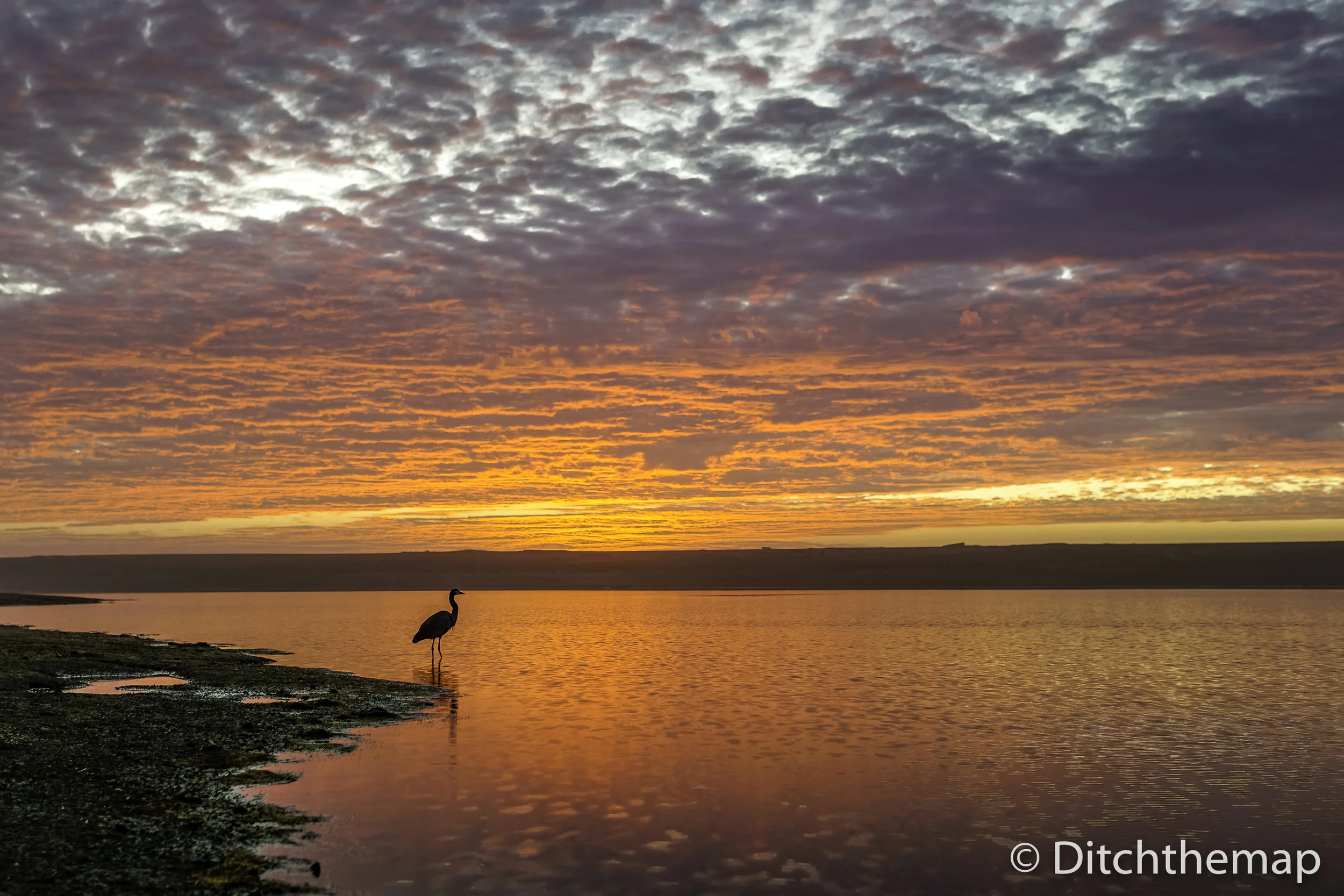 Lone Bird at Sunset off the Coast of Northern California