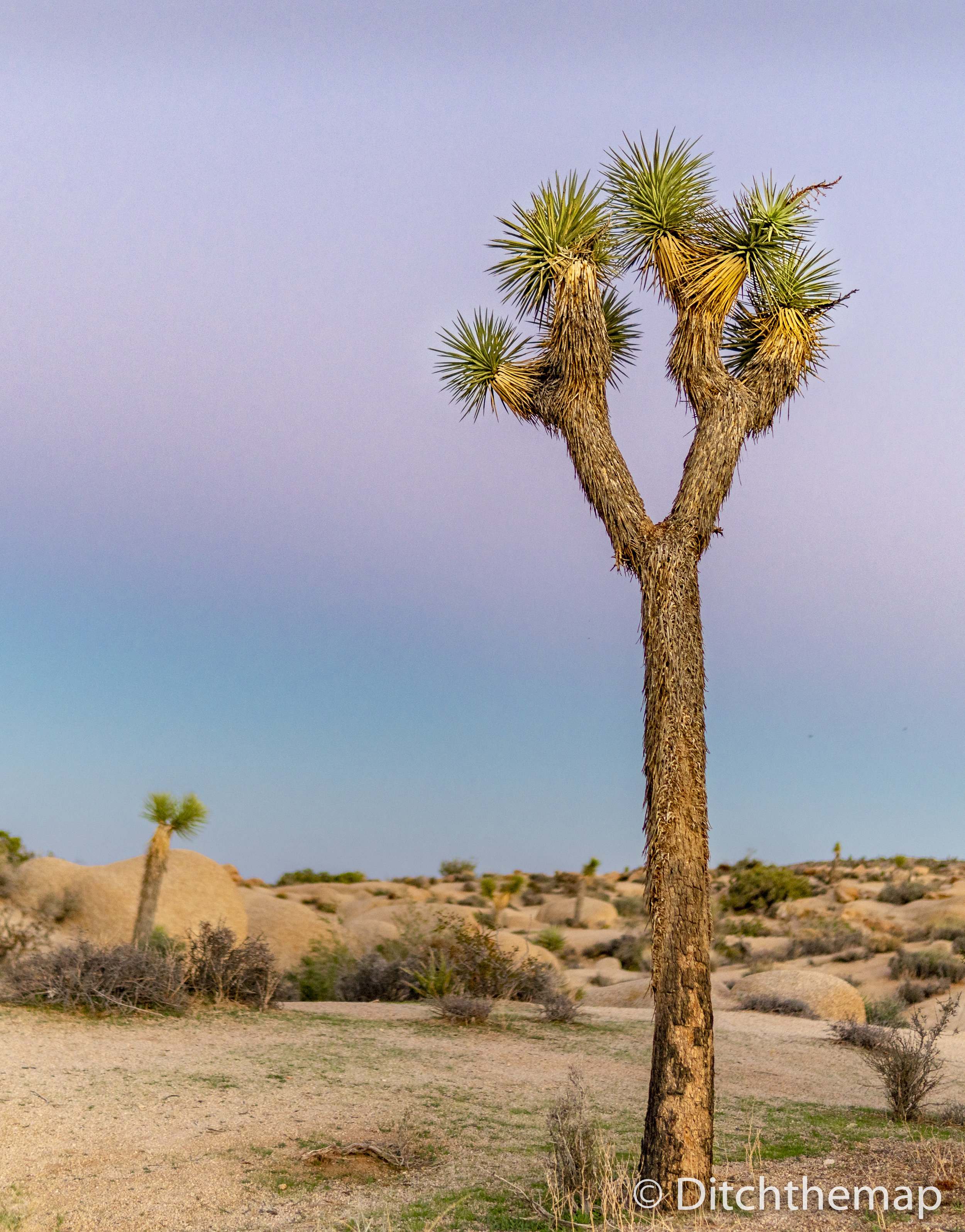 Joshua Tree at Dusk - Purple and Pink sky in background