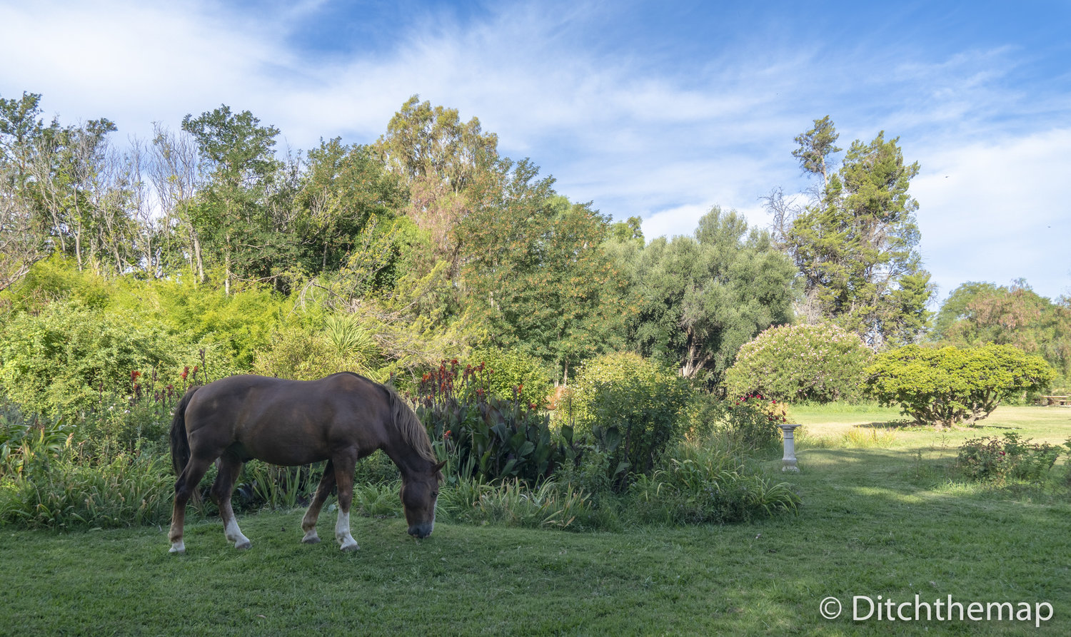 horses graze around the property