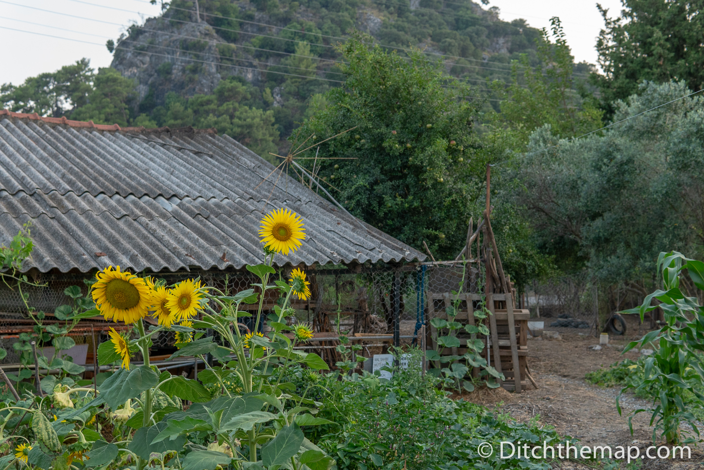 Sunflowers and farmhouse in Turkey