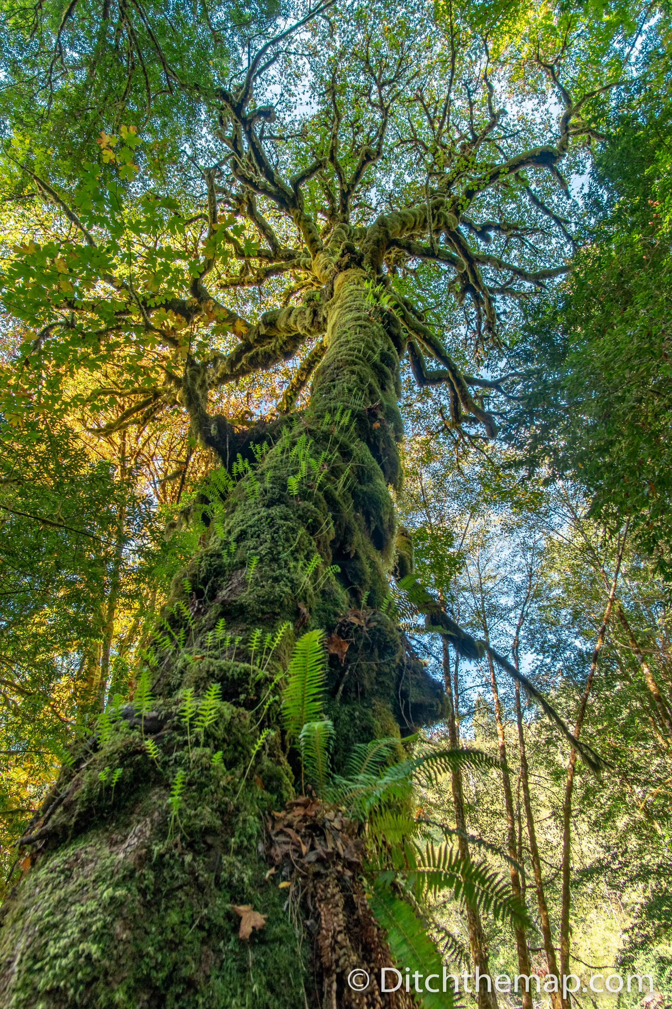 Large Green Mossy Tree along the Tall Tree Trail