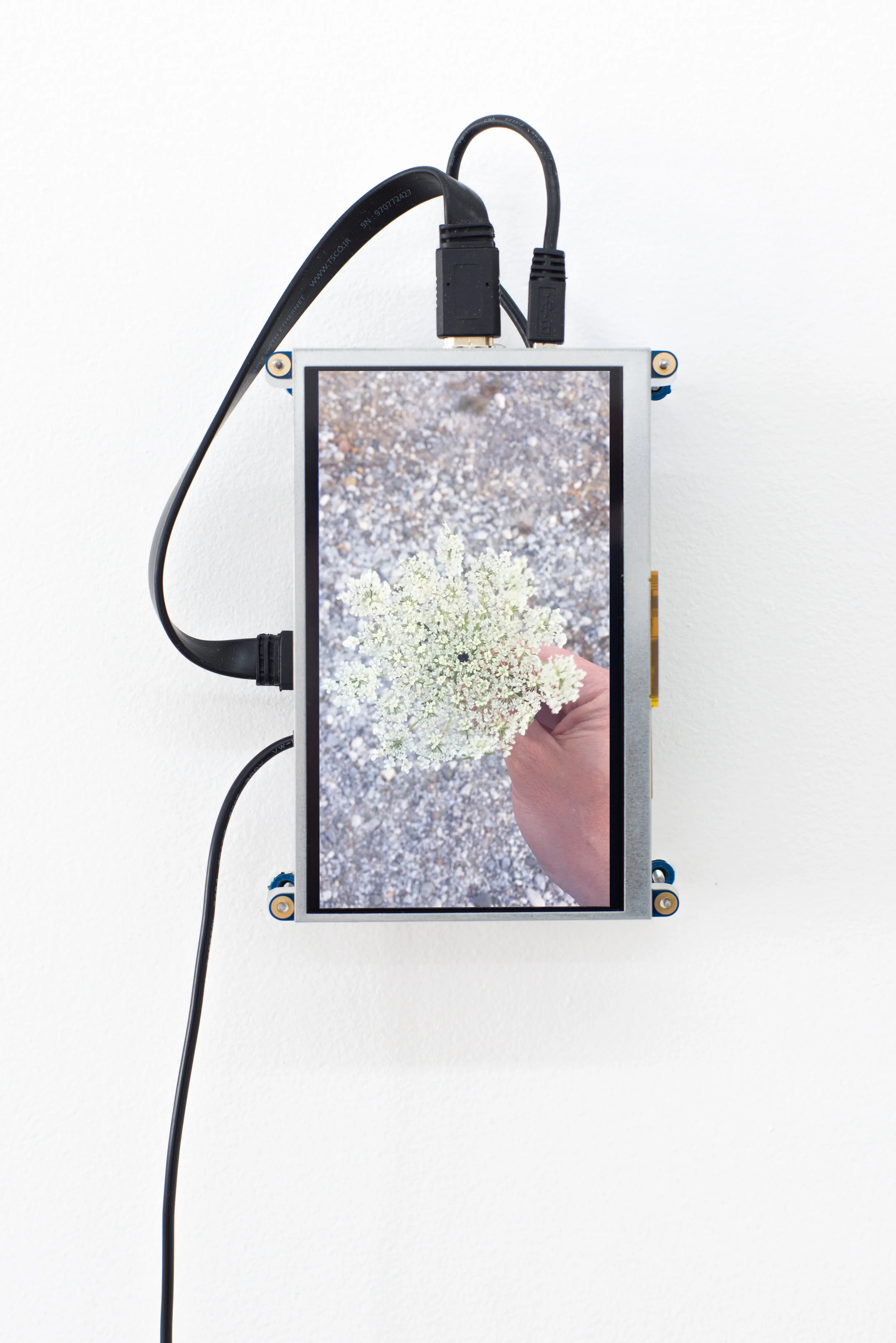 Barb Smith No. 7 Queen Anne's Lace, 2017 63.5 x 4.5 x 2 inches