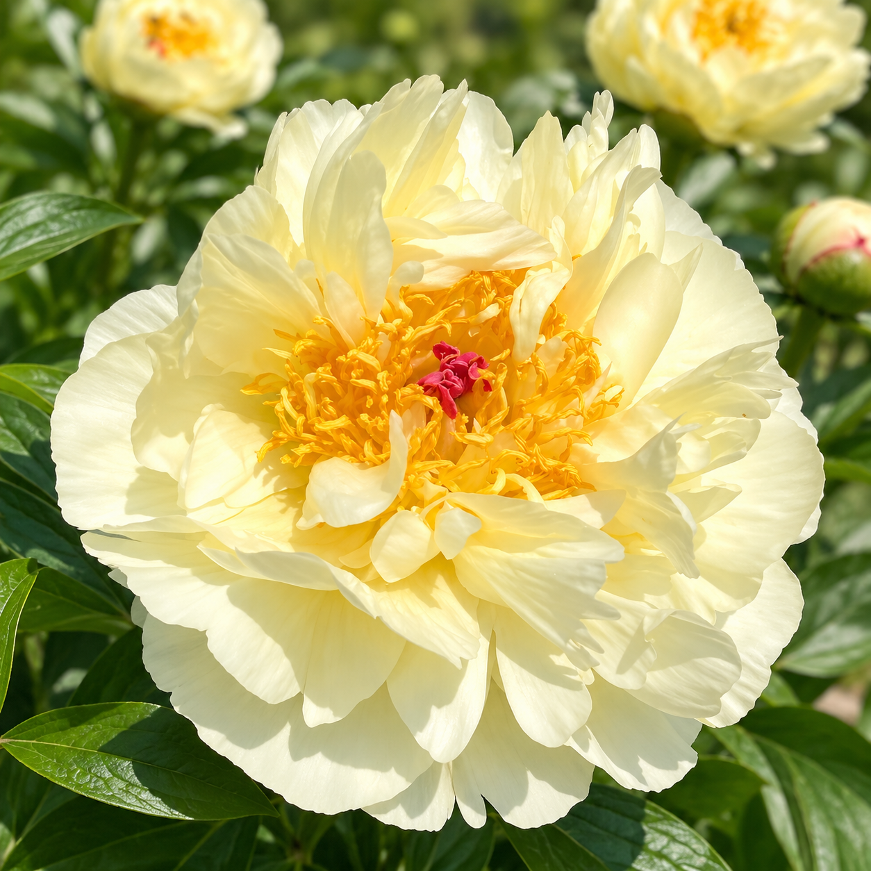 Sunlit Cream Peony in Bloom.png