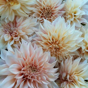 Cafe Au Lait  FIVEFORK FARMS