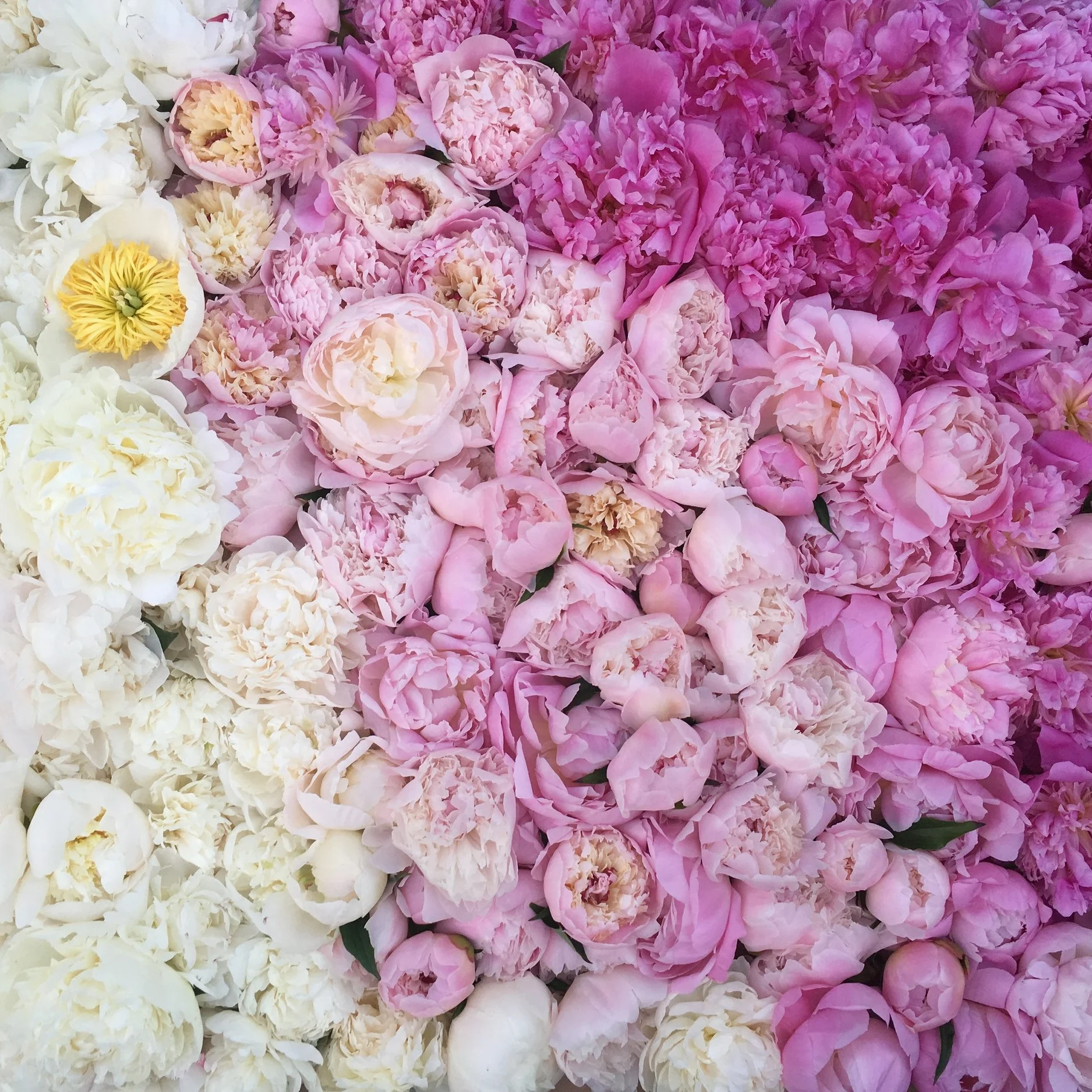 2017-06-12 20.06.45.JPG