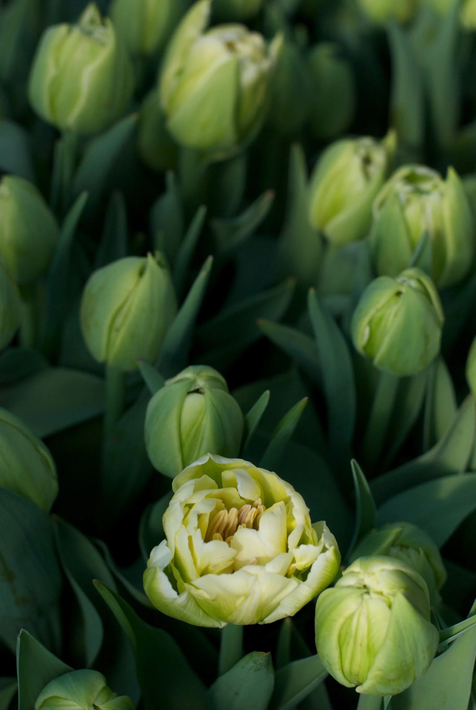 2018 CSA OFFERINGS