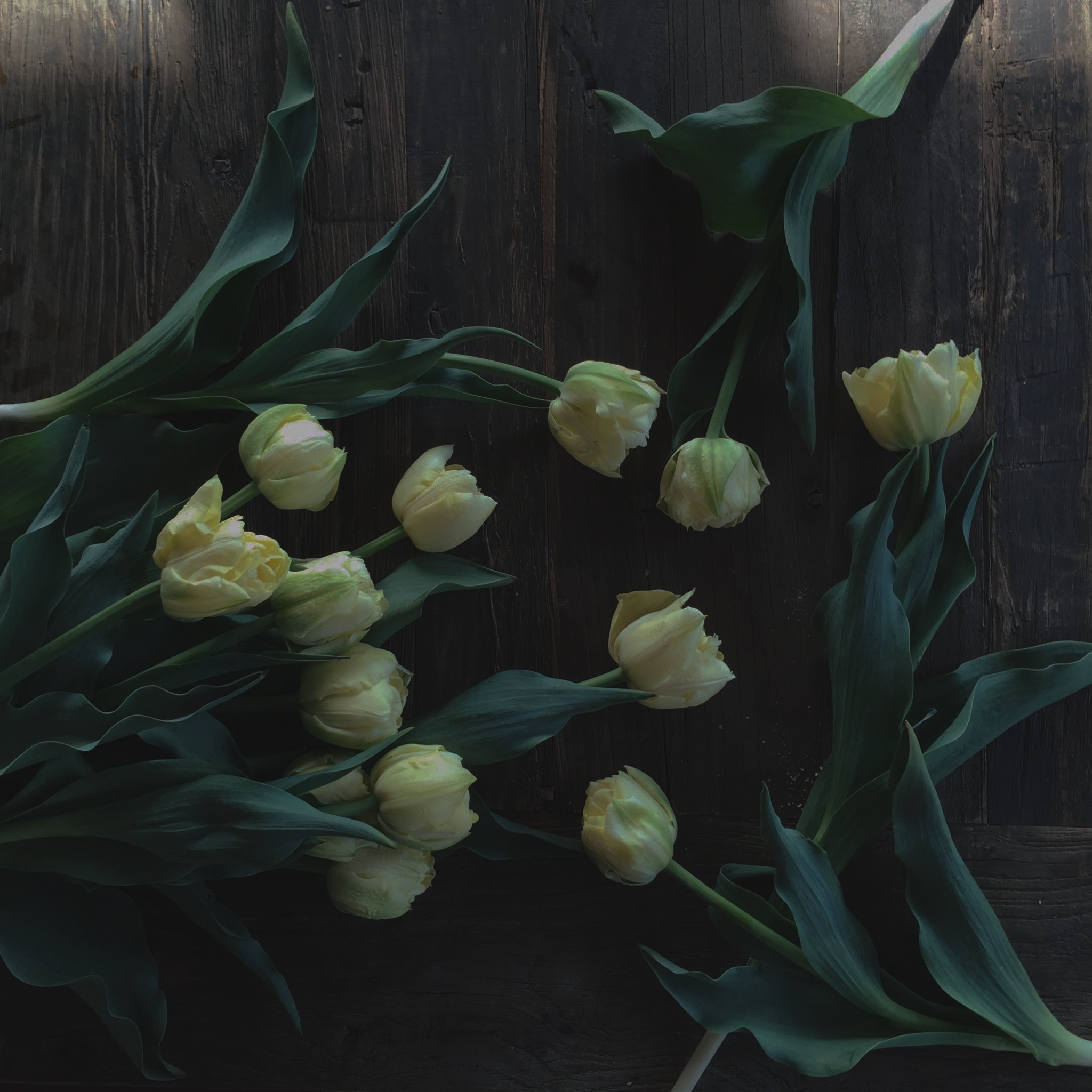 tulips dark.png