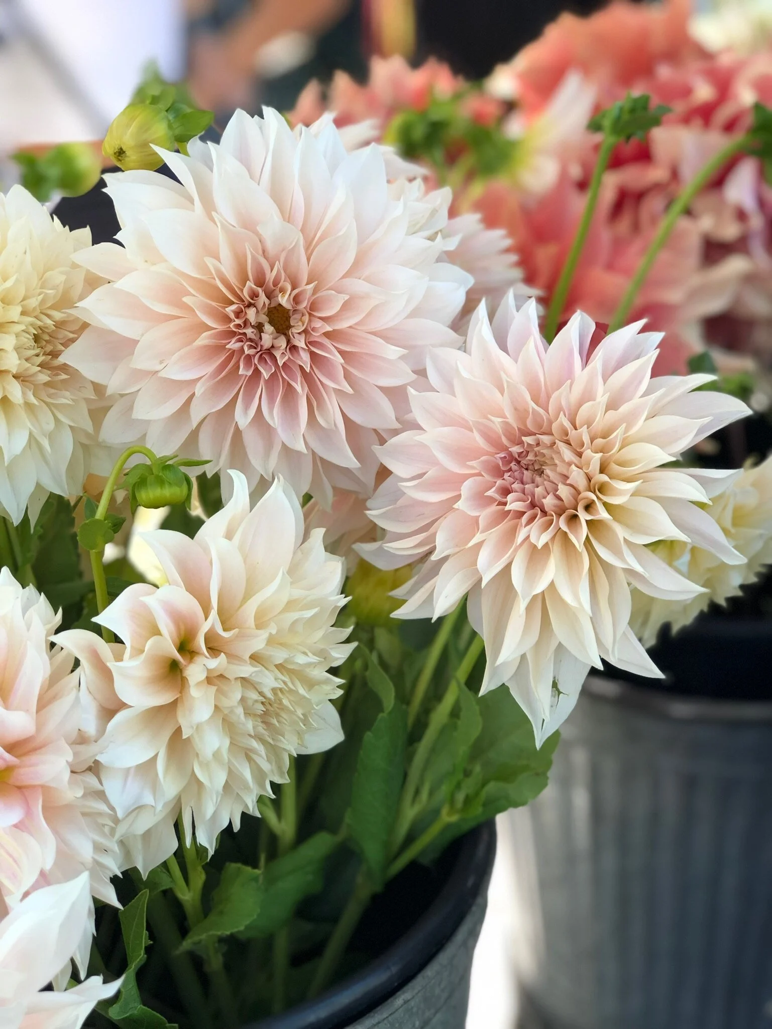 Cafe Au Lait — FIVEFORK FARMS