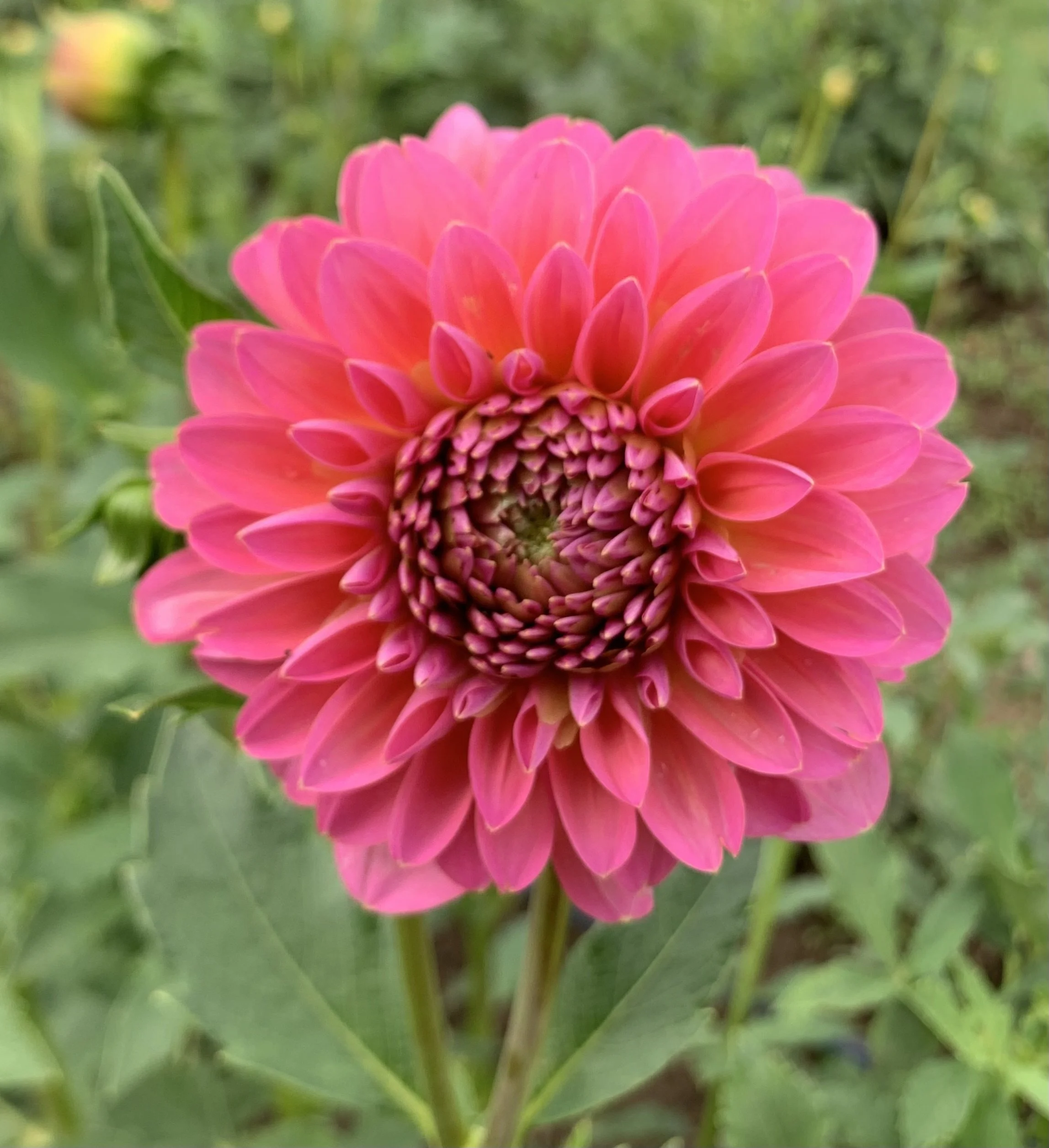 68427691142__3F1C505C-0A6B-4E63-A063-28C97435BBB1 2.jpg