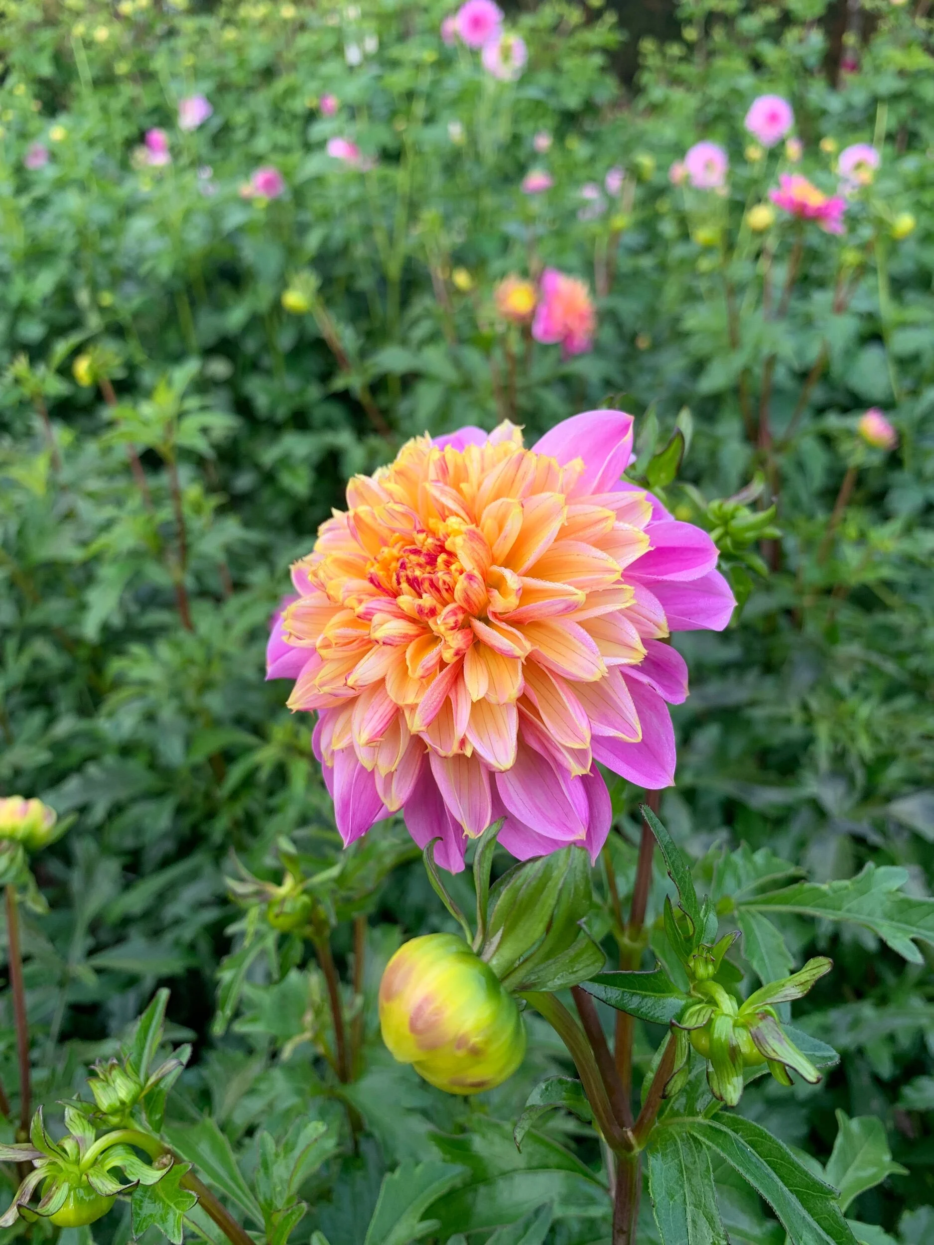 13740435-54D5-49CB-BD45-CAA63C217516