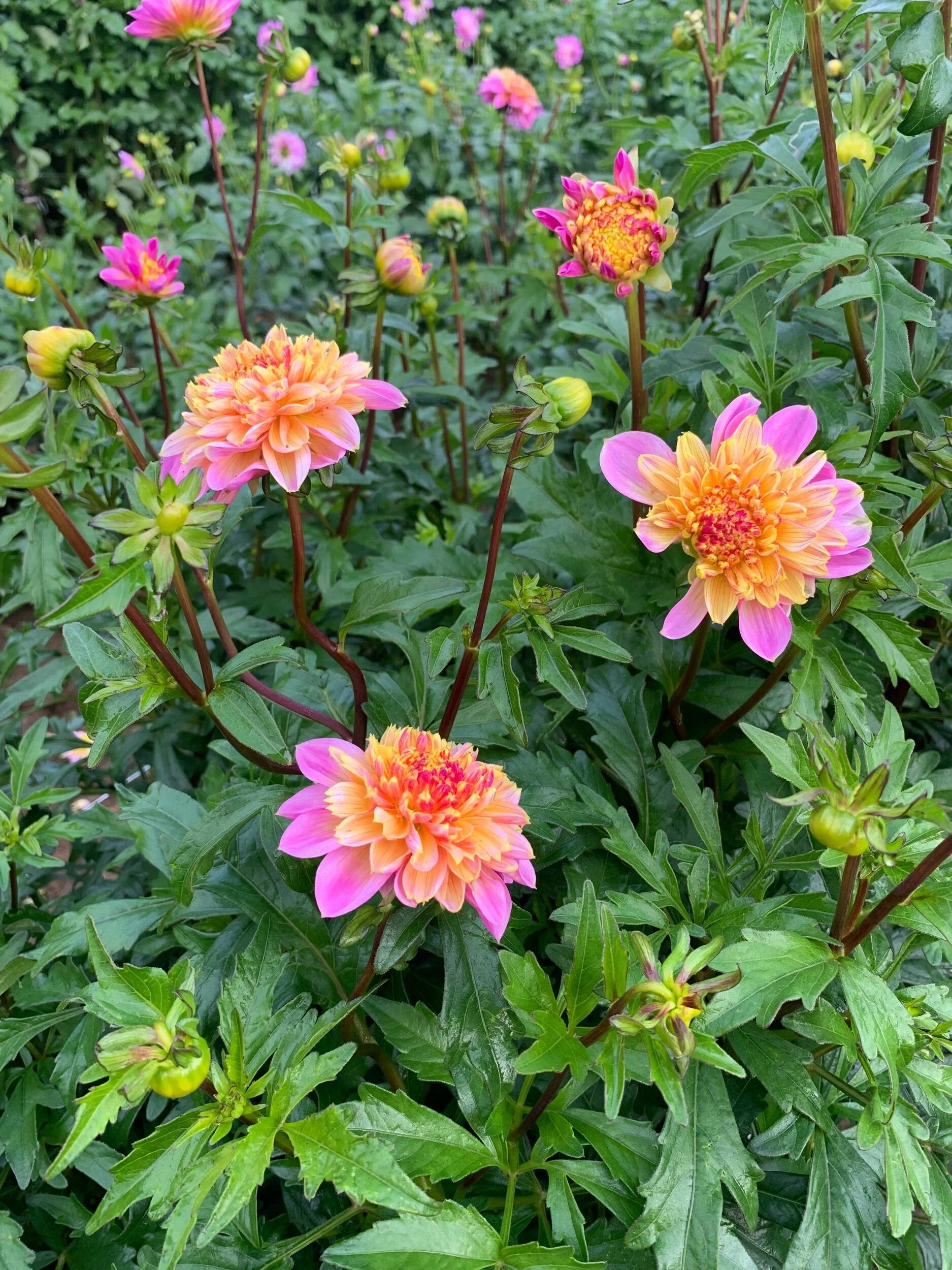 C5E34610-24C2-433C-840F-C4E43E396016