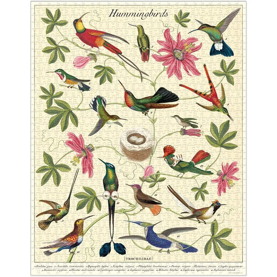 male vs Female ハミングバードページ ruby-throated YouTube - differences main hummingbirds: アイドル