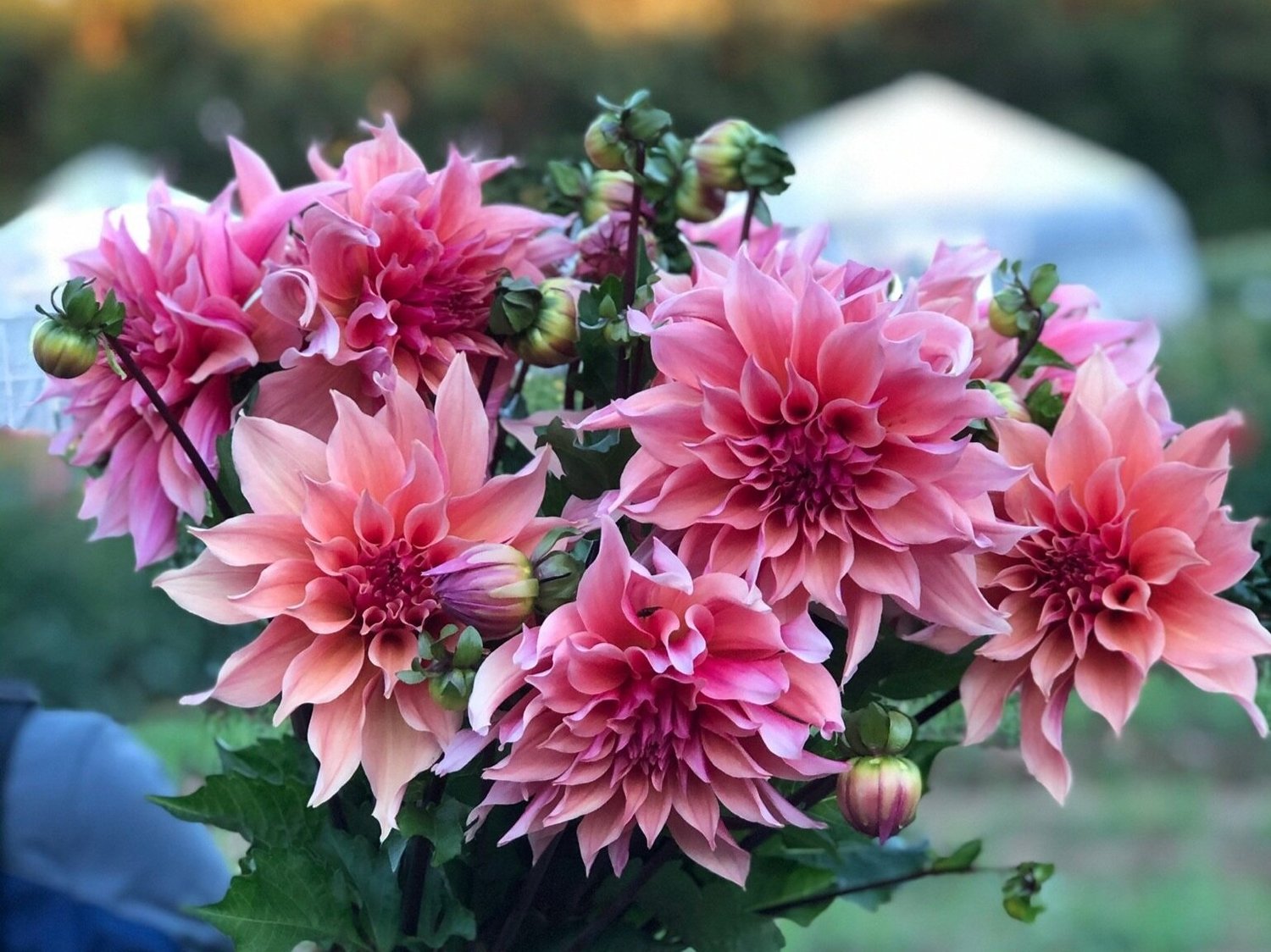 All Dahlia Tubers  FIVEFORK FARMS