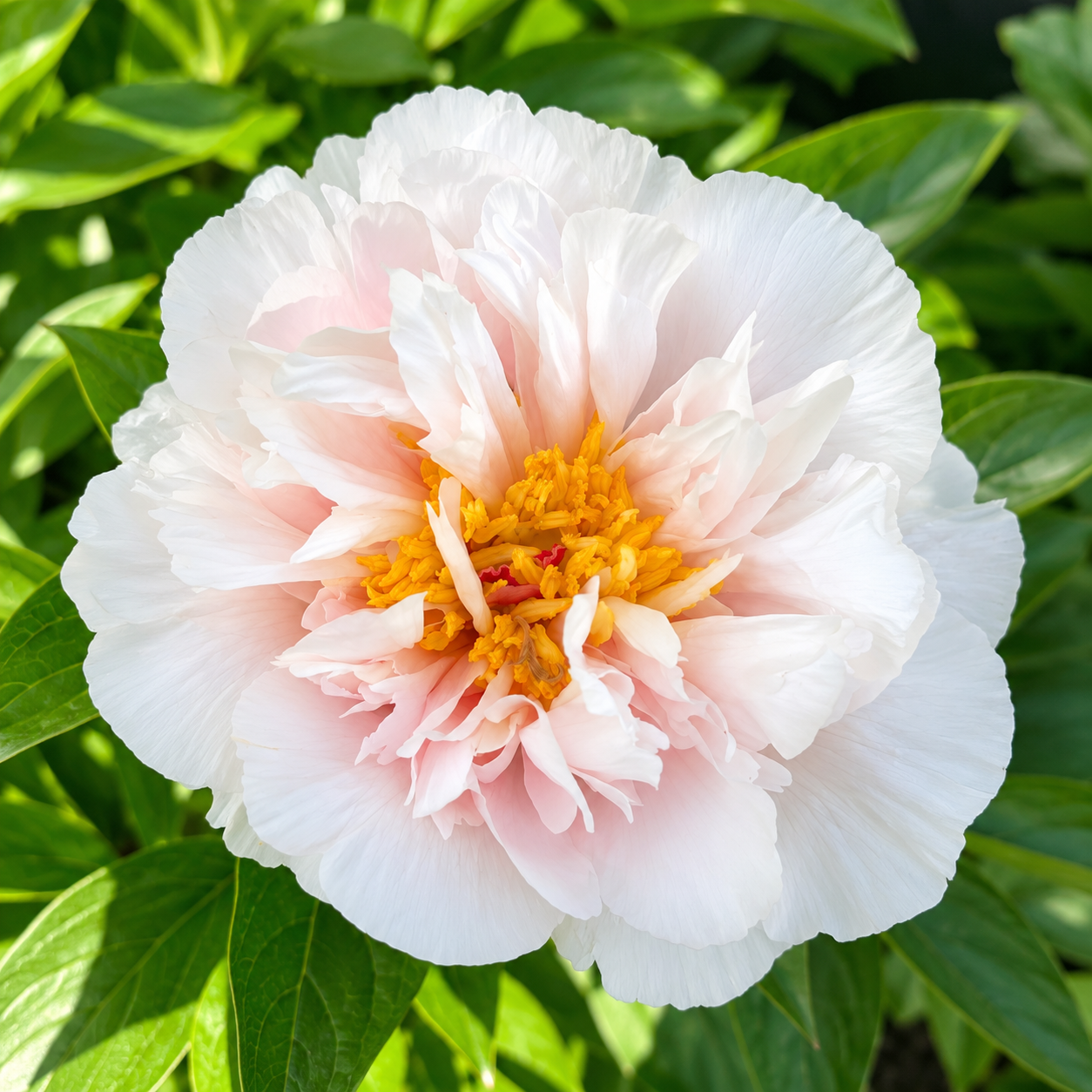 Blush Peony in Golden Light.png