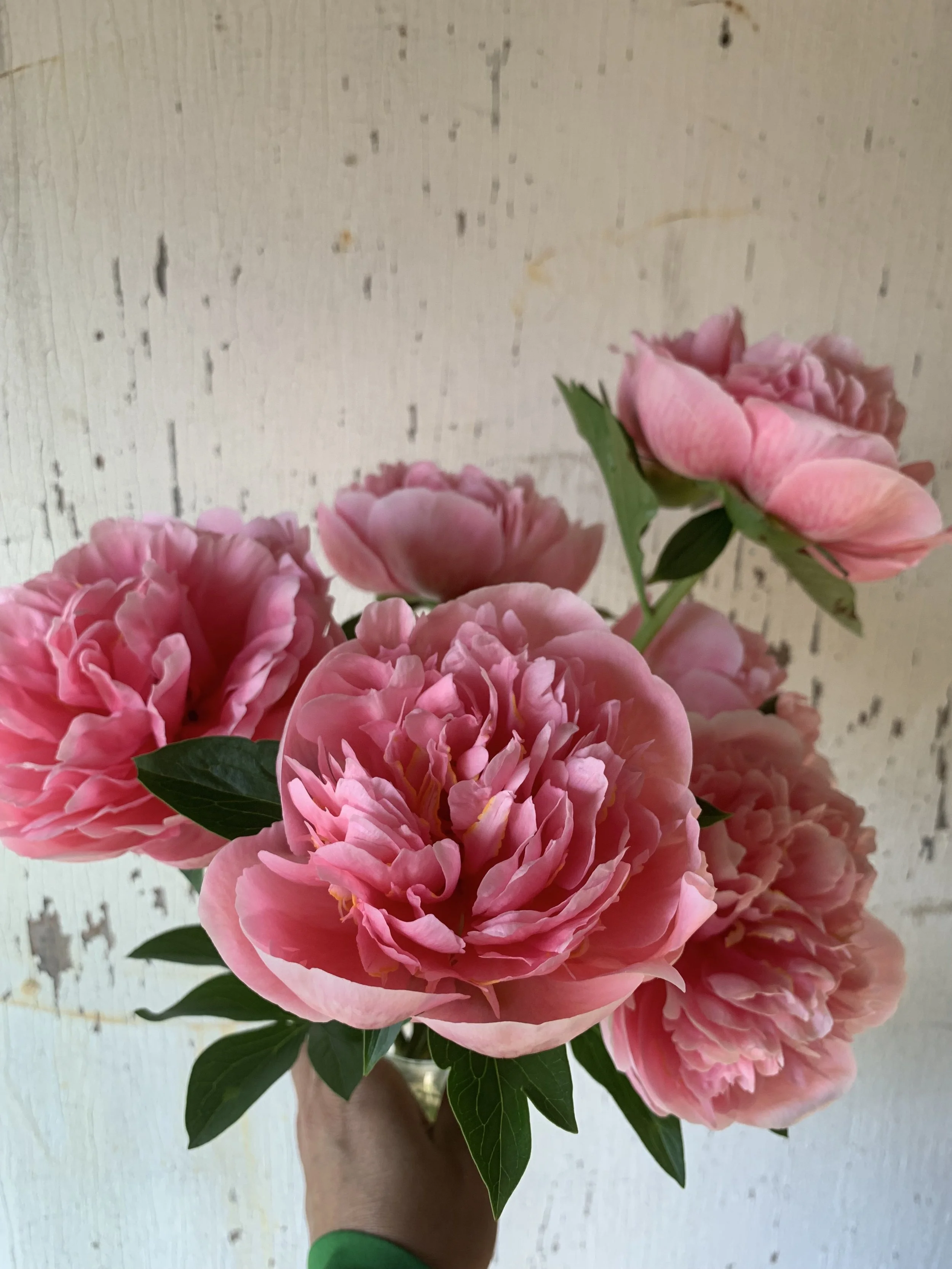 IMG_8879.jpeg
