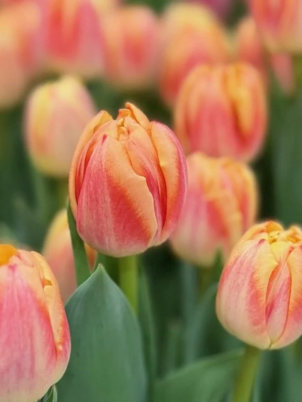 bedofroses2.jpg