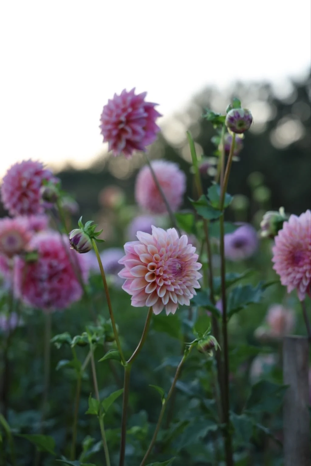 274EC2A4-407C-4830-948B-36A08D3A4AA2 4.JPG