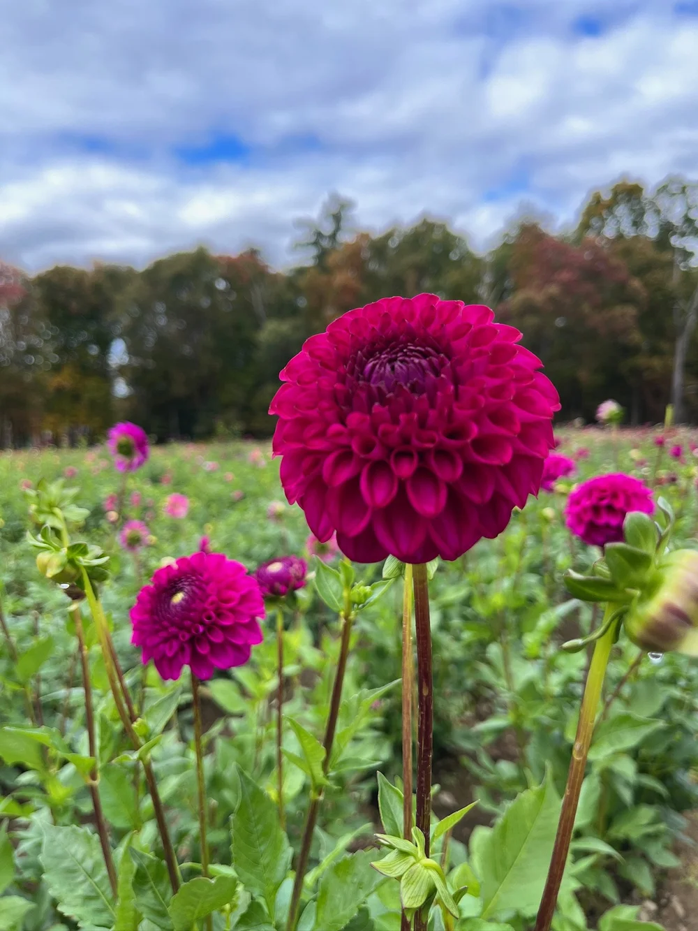 Cryfield Harmony *NEW*  FIVEFORK FARMS
