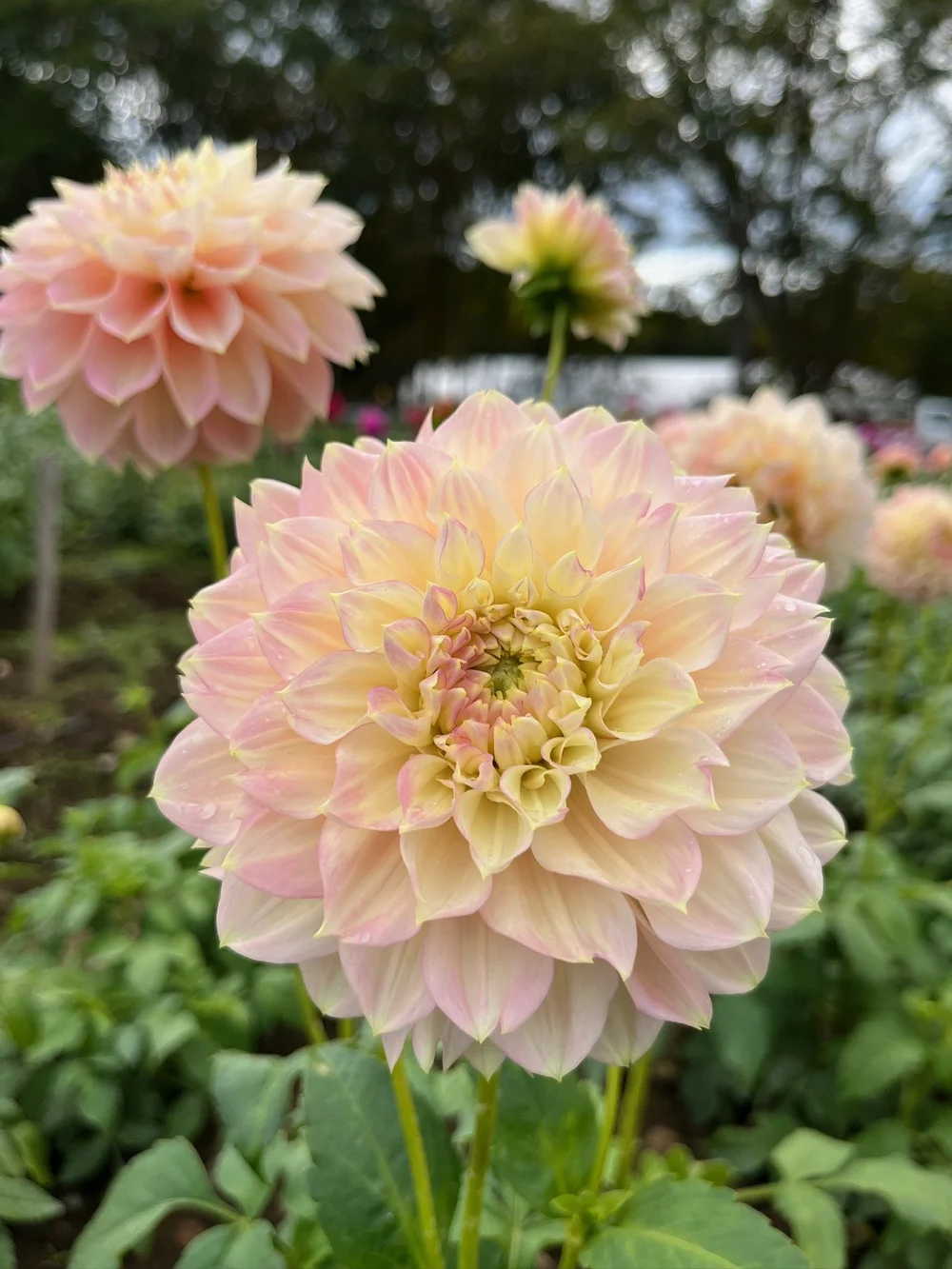 Staburadze *NEW* — FIVEFORK FARMS