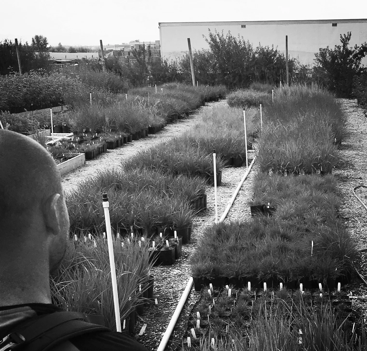 Starting September with Sages & Sagebrush