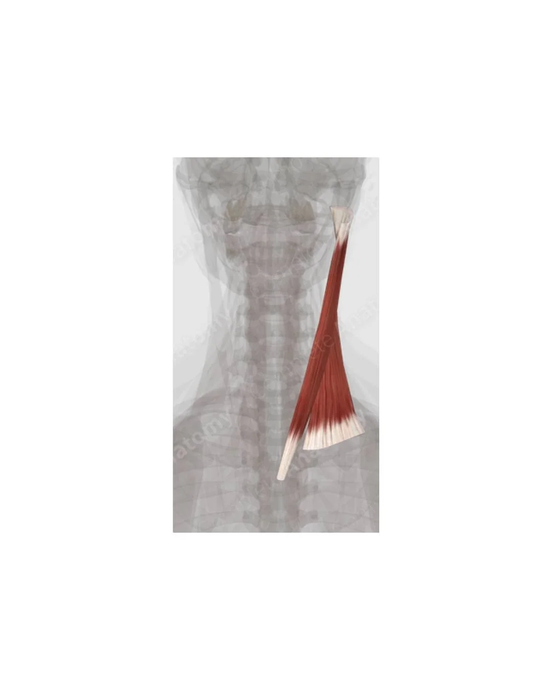 What is that muscle?

Comment your answer below.

Check comments for the answer tomorrow if no one gets it.

#FitnessQuiz #GuessTheMuscle #ExerciseEducation #PersonalTraining #StrengthTraining #FitnessChallenge #LearnFitness #HealthyLifestyle #Abbots