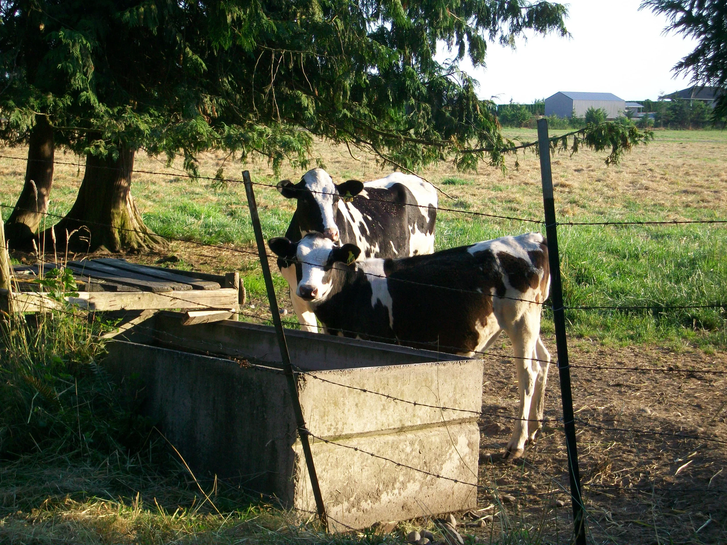 Dairy calves behind fence
