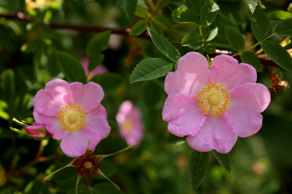 Nativeplants-Nootkarose.jpg