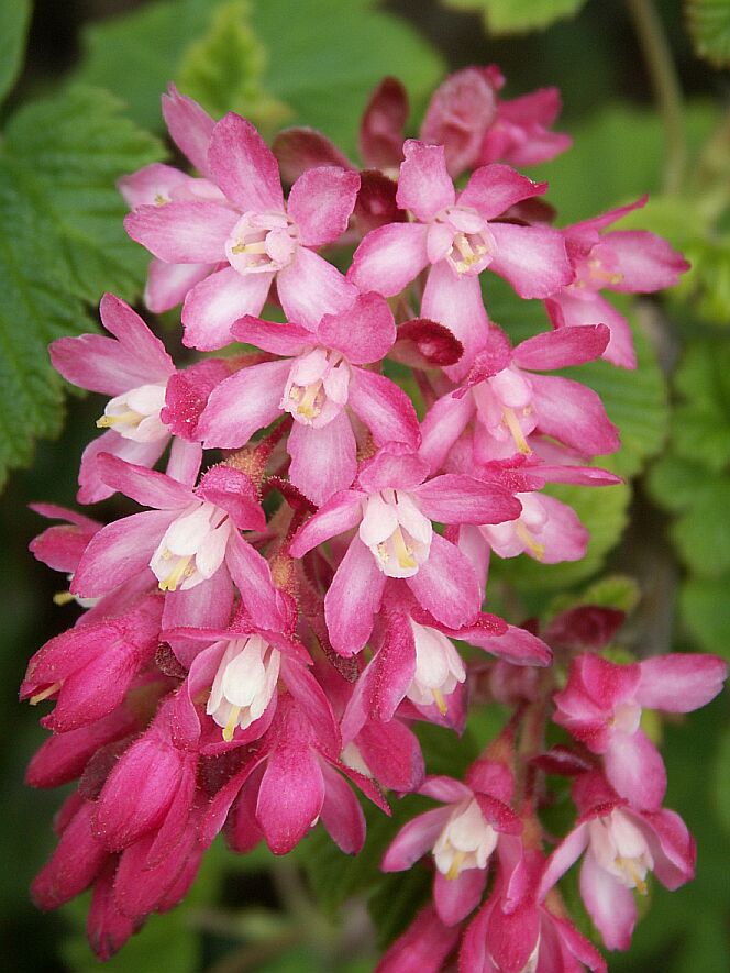 Nativeplants-RedfloweringCurrant.jpg