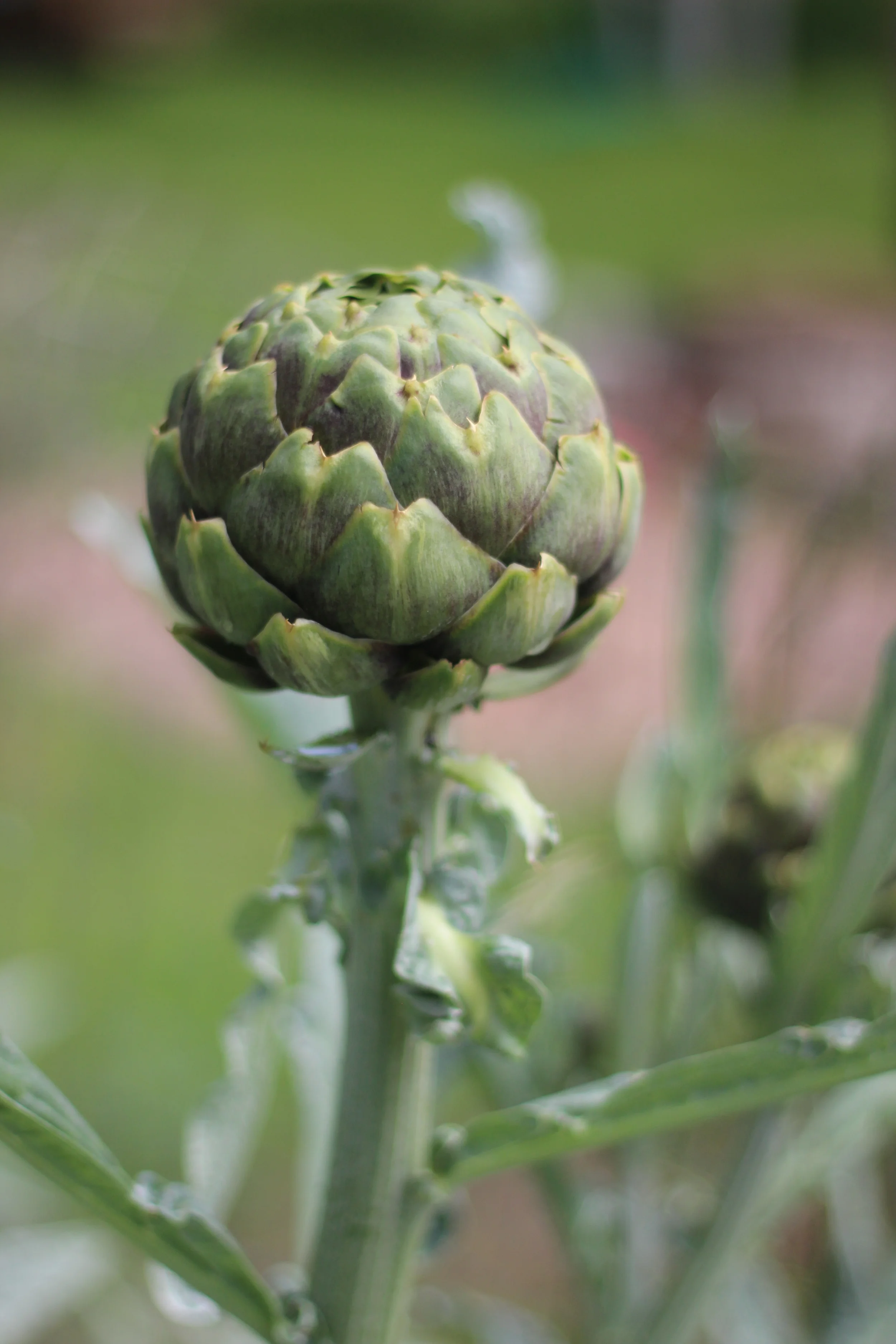 Picture of an artichoke growing in Jon's yard