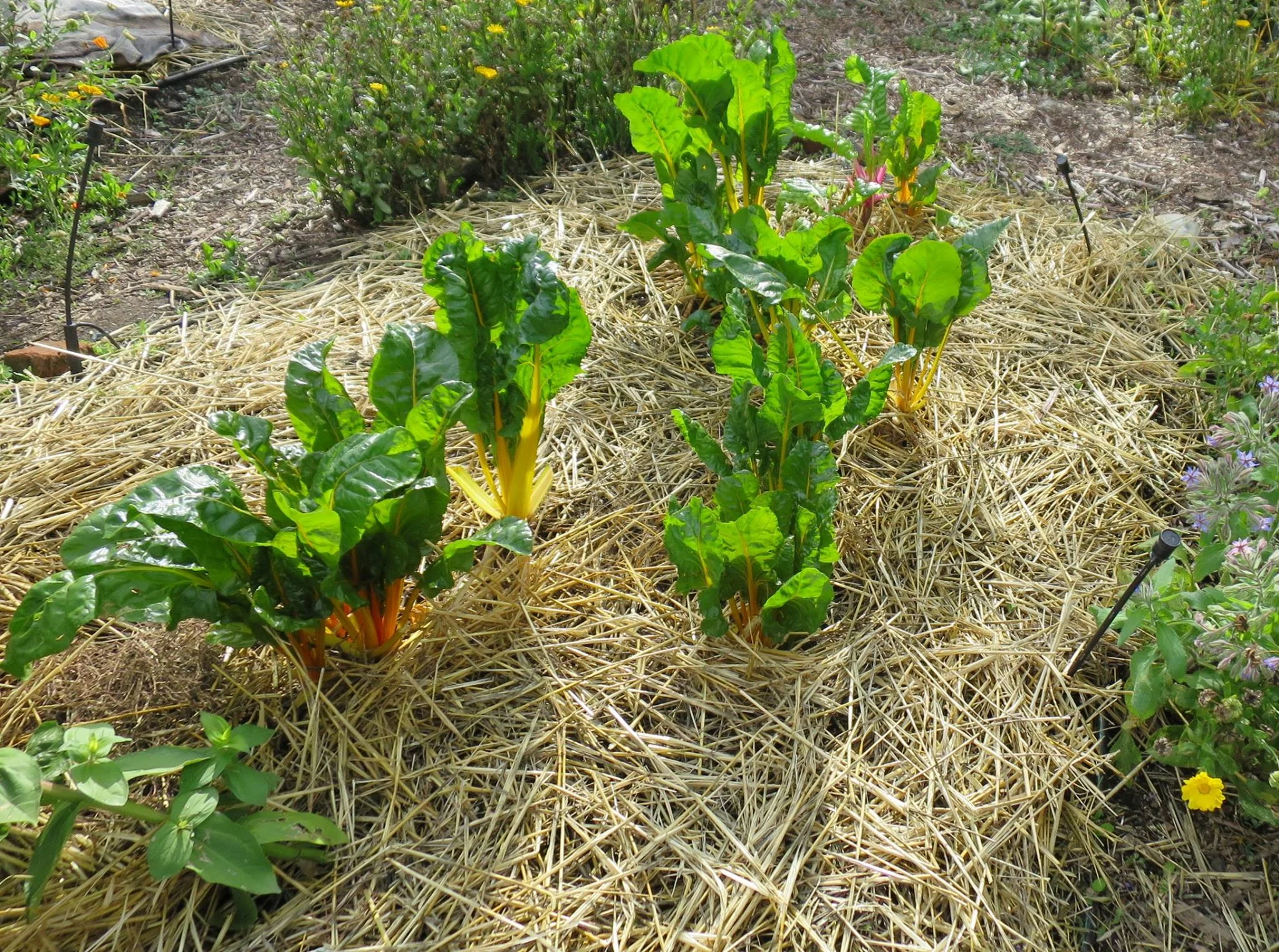 Goodbye Lawn, Hello Lettuce!