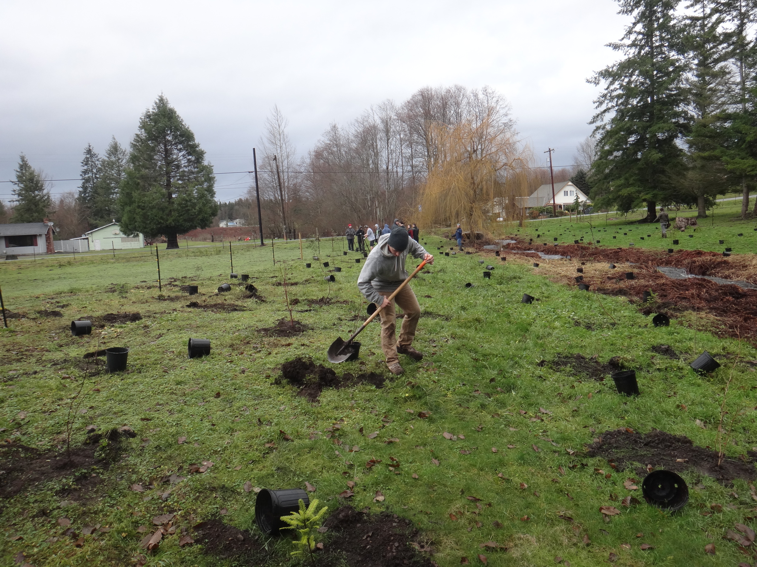 Volunteer planting6.JPG