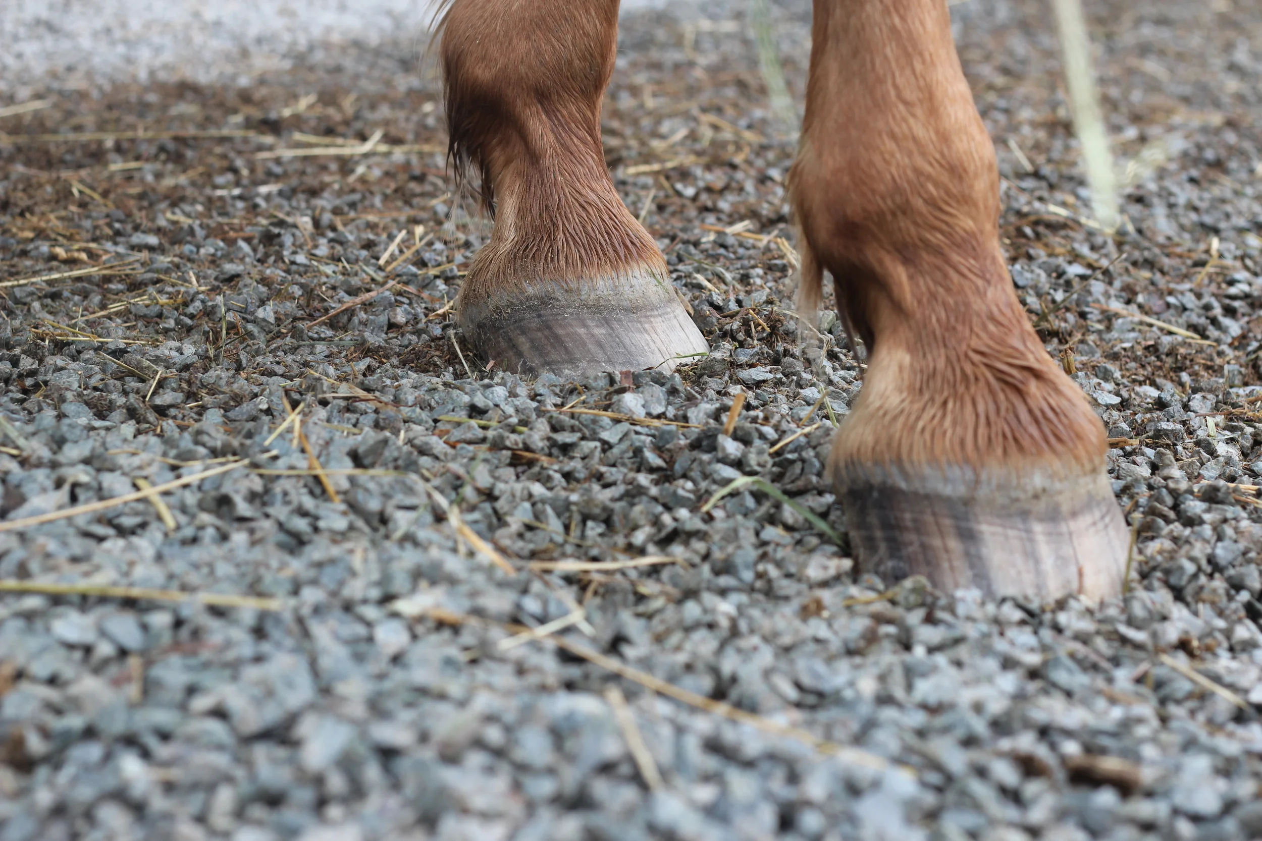 Is Your Horse Property a Winter Wonderland  or a Muddy Mess?