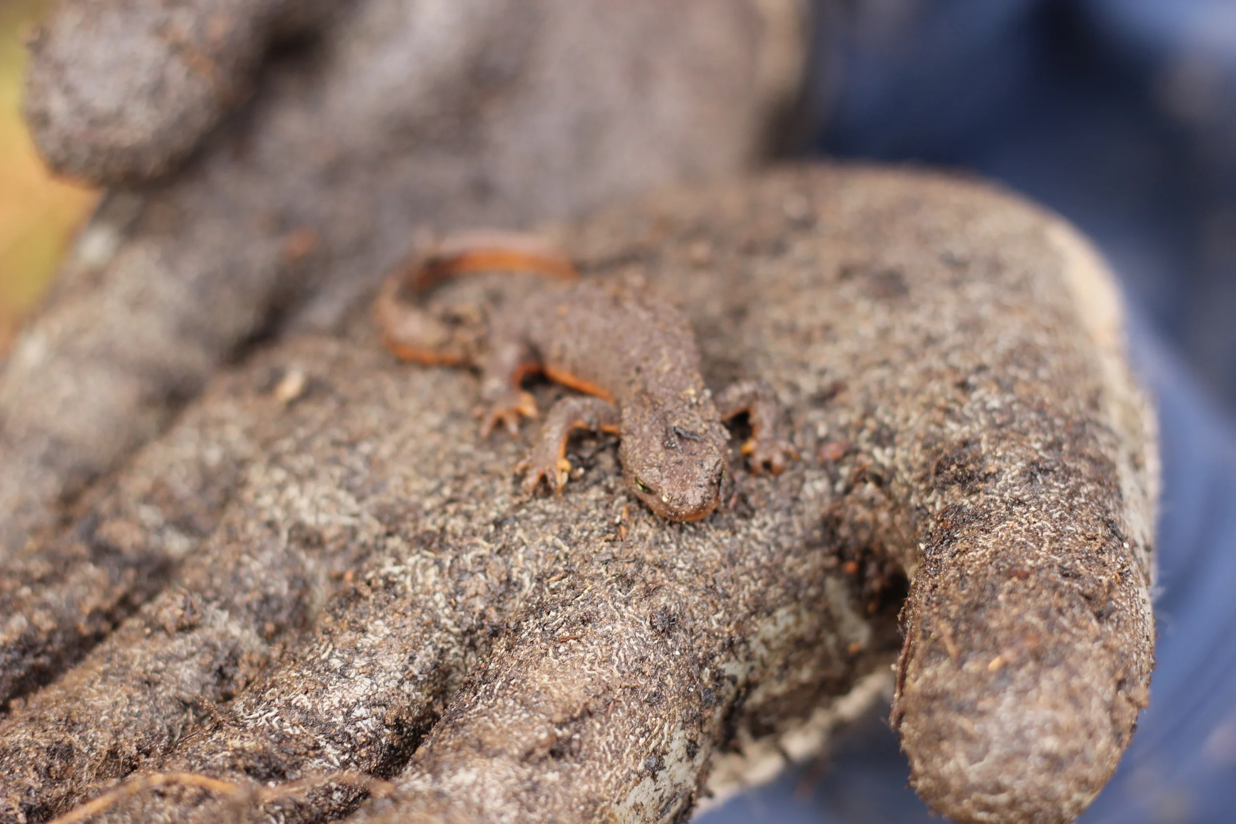 Searching for Salamanders Makes Winter Fun!