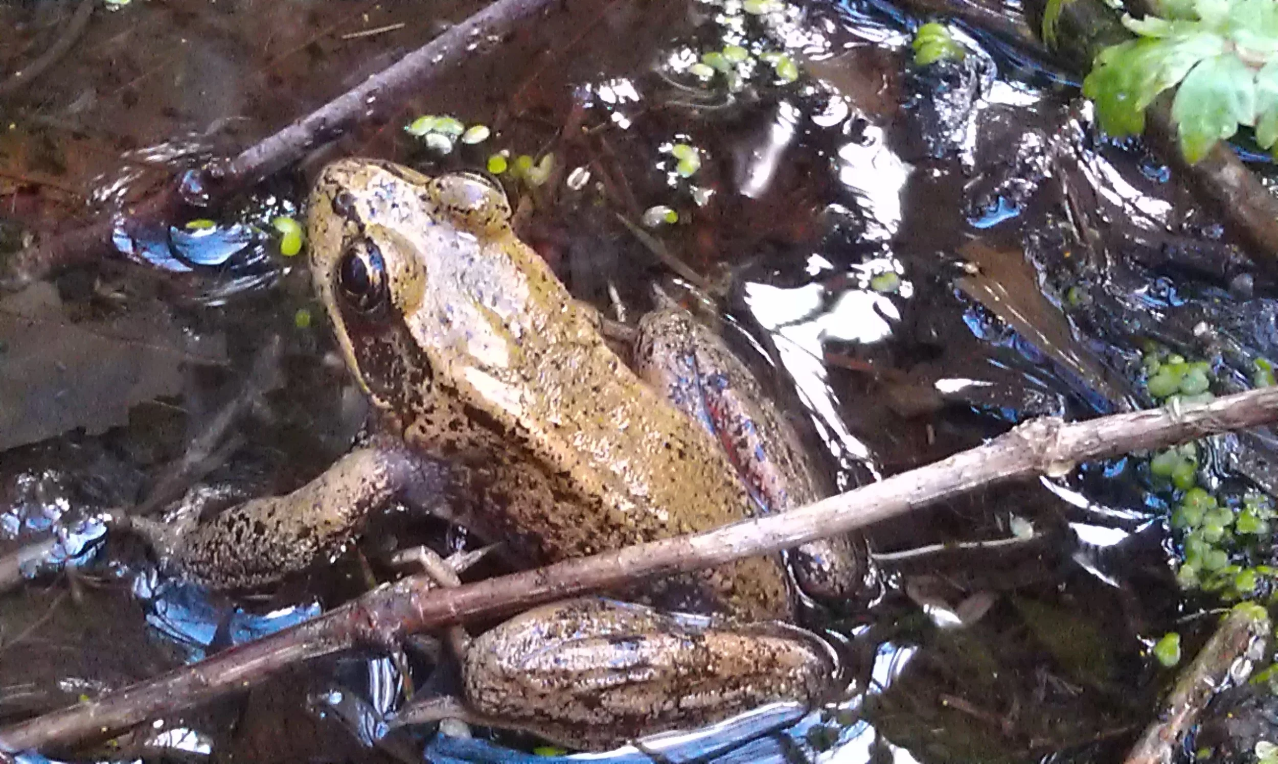 A Northern red-legged frog has found some water to sit in.