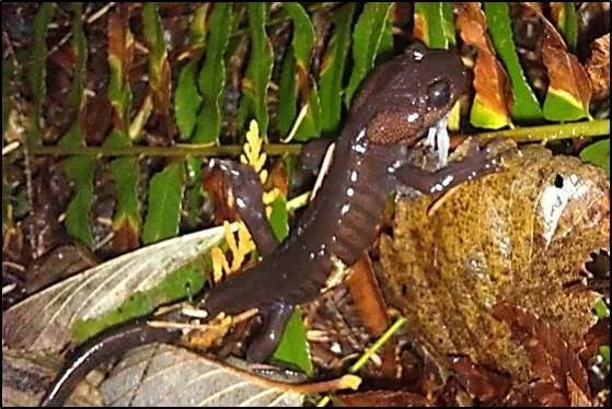 A northwestern salamander blends in with leaves.