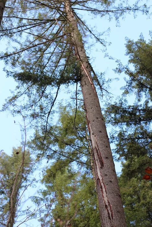 A tree shows signs of lightning that swirled down its trunk during a recent storm.
