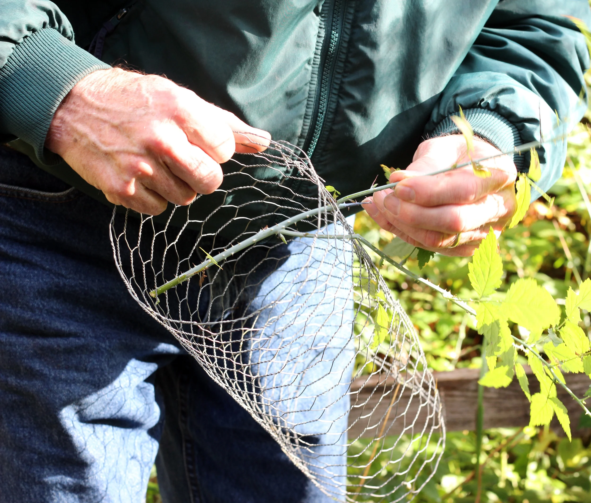 Protecting Young Conifer Seedlings