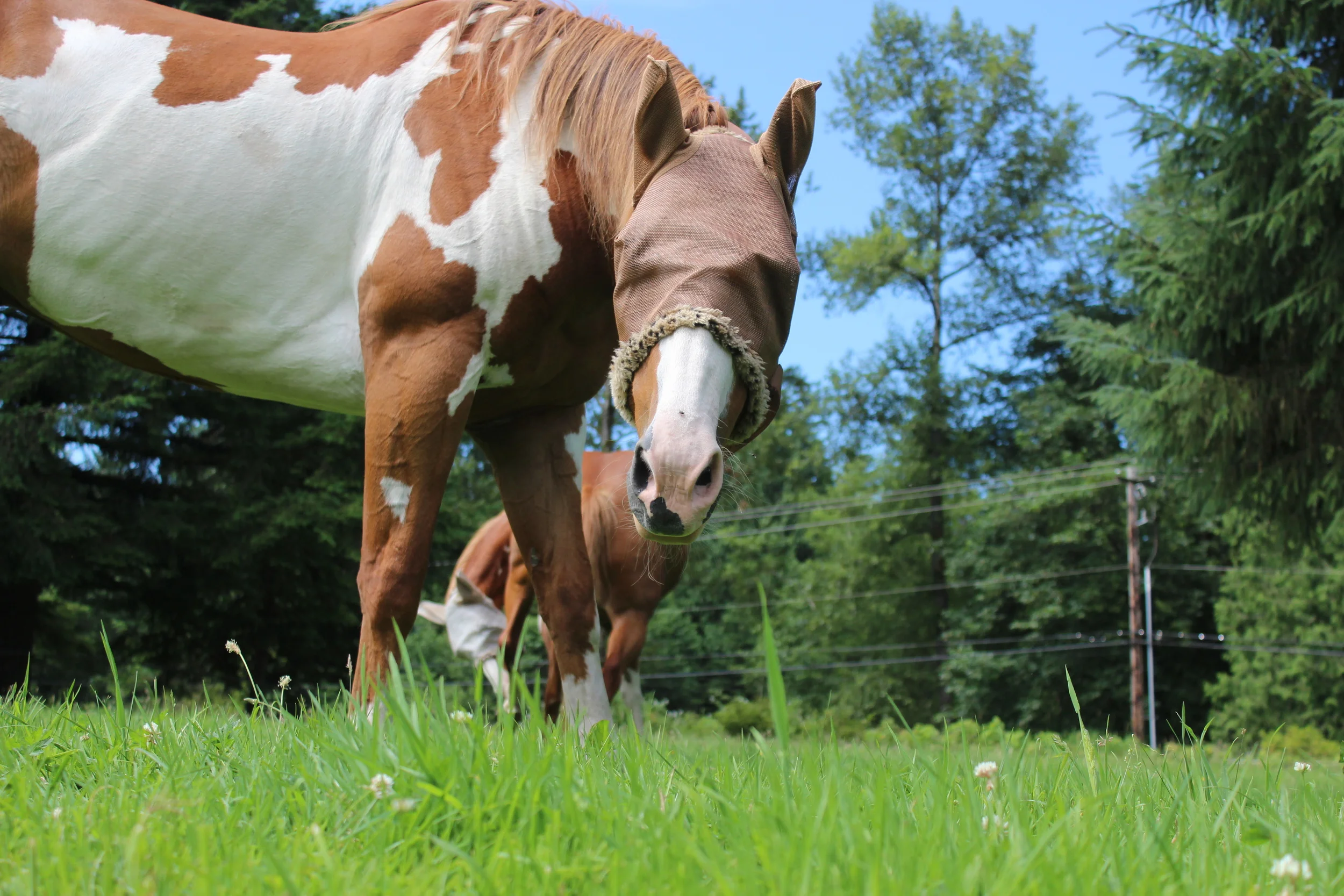 Just Released: A Great New Series of Videos for our Sound Horsekeepers
