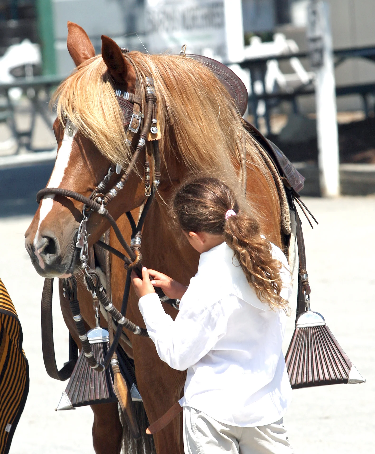 12 Tips When Shopping for Horse Property