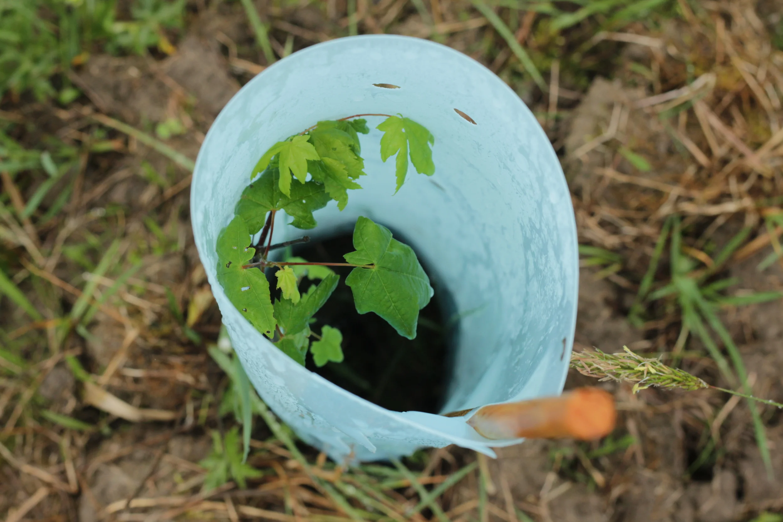 A photo of a plant nestled inside of a blue tube. 